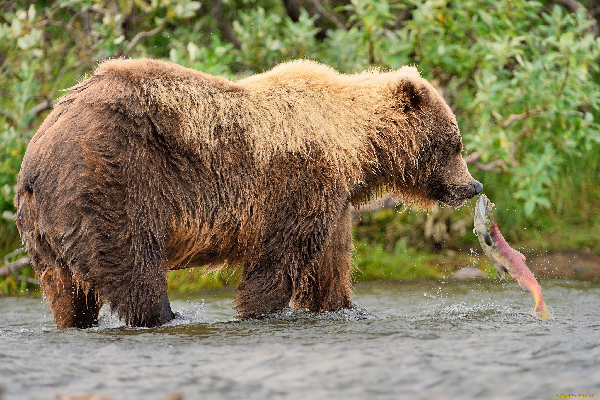 животные, медведи, рыба, вода, природа, медведь, хищник, животное