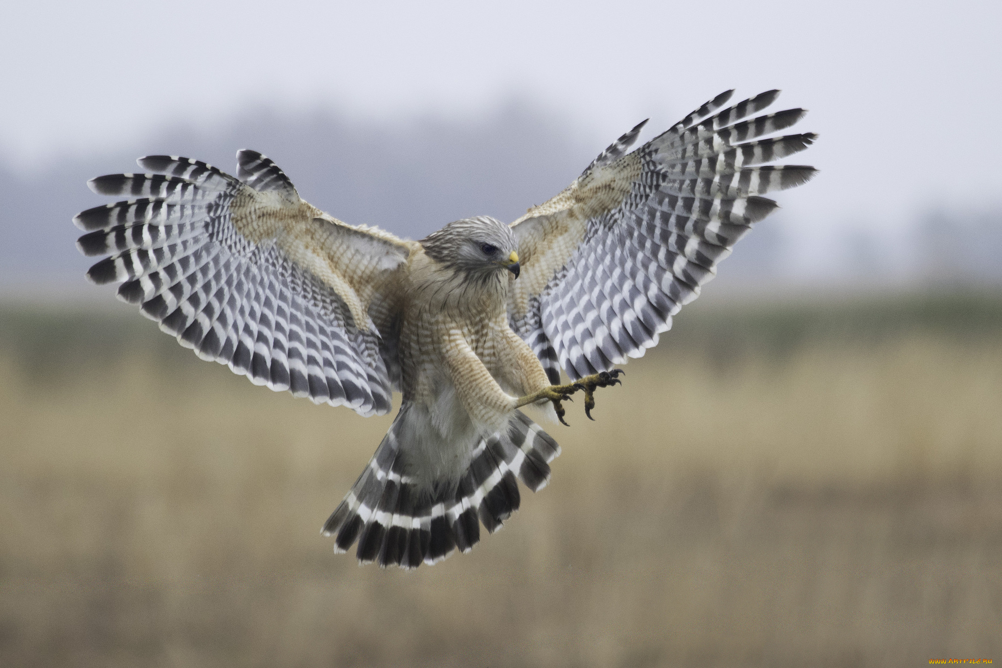 животные, птицы, -, хищники, крылья, сокол, птица