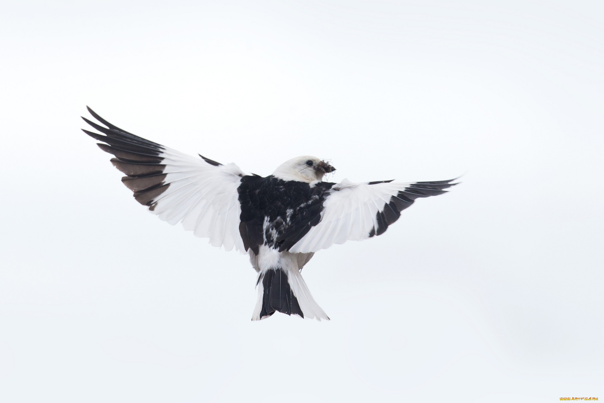 животные, птицы, фон, птица, крылья