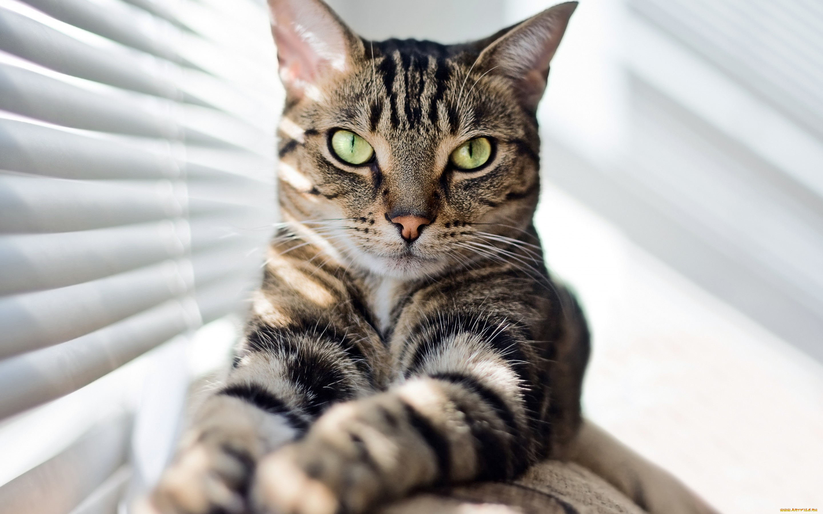 животные, коты, ушки, взгляд, кошка, кот, киса, коте, фон