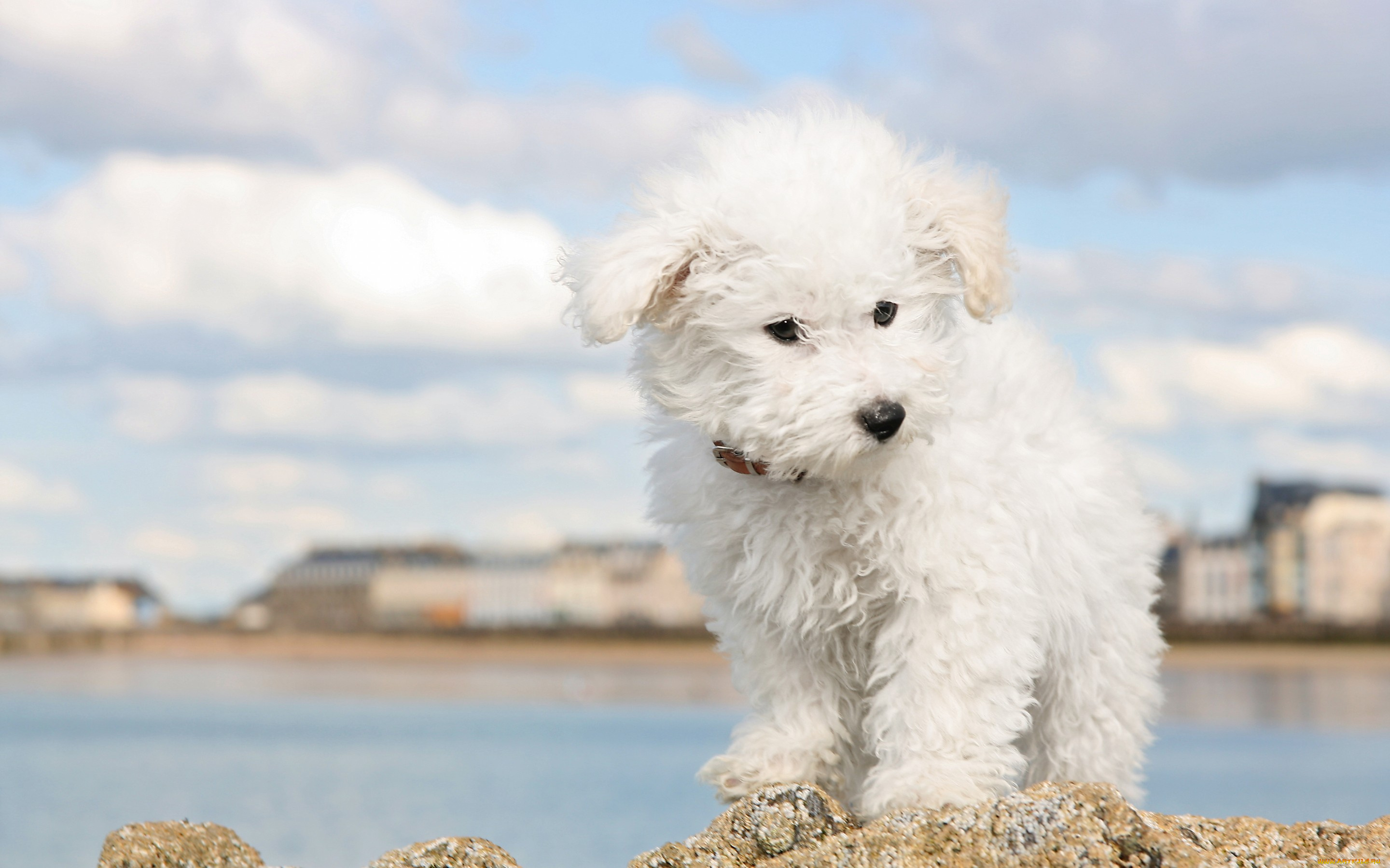 животные, собаки, небо, берег, река, белый, болонка, облака, город, собака, щенок