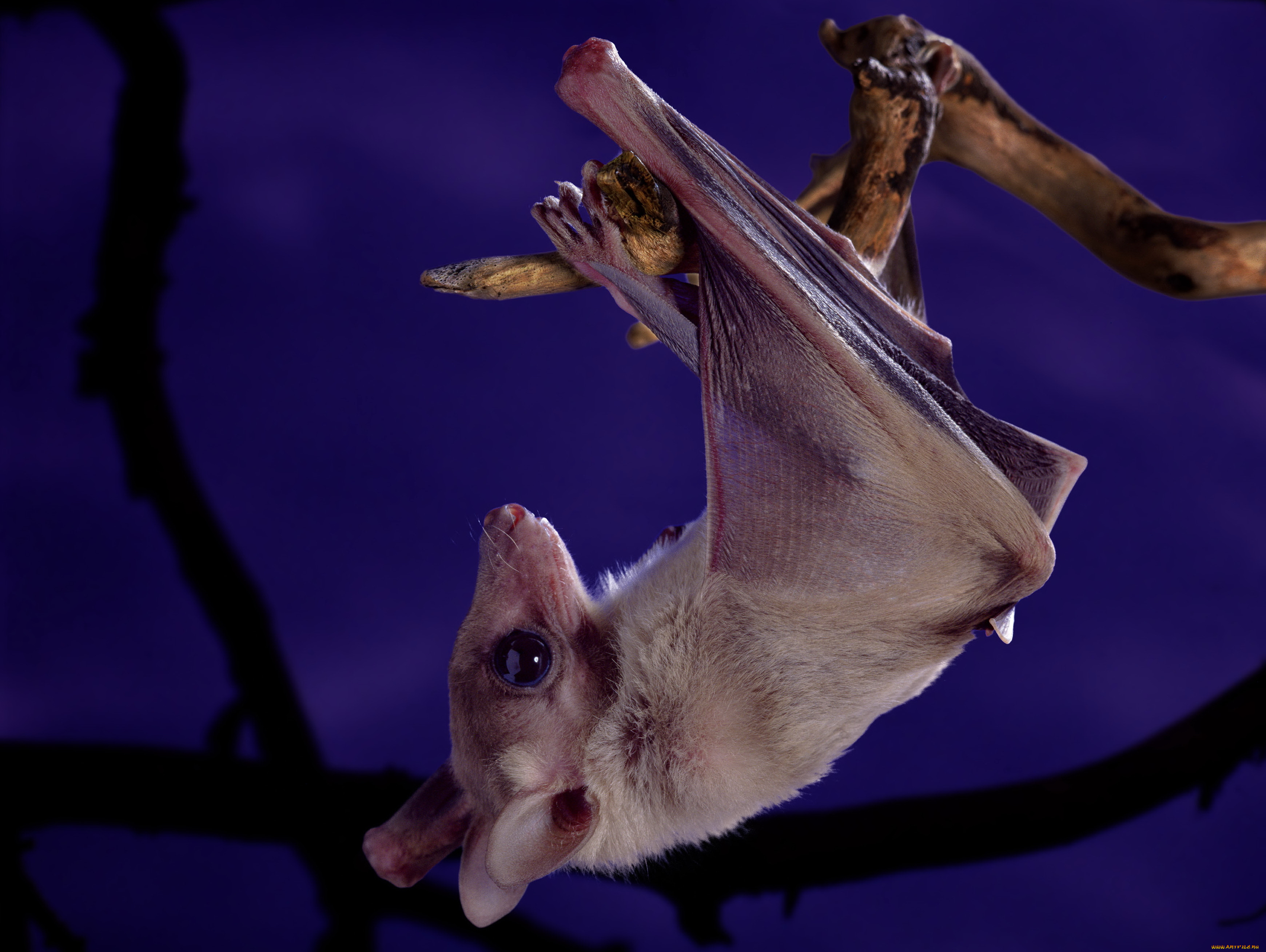 животные, летучие, мыши, фиолетовый, милая, висит, головой, вниз, ветка, ночь, животное, летучая, мышь
