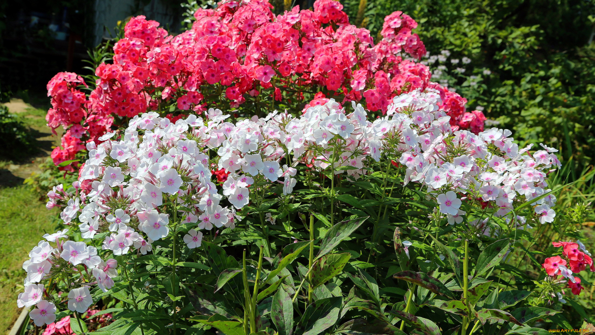 цветы, флоксы, белый, розовый