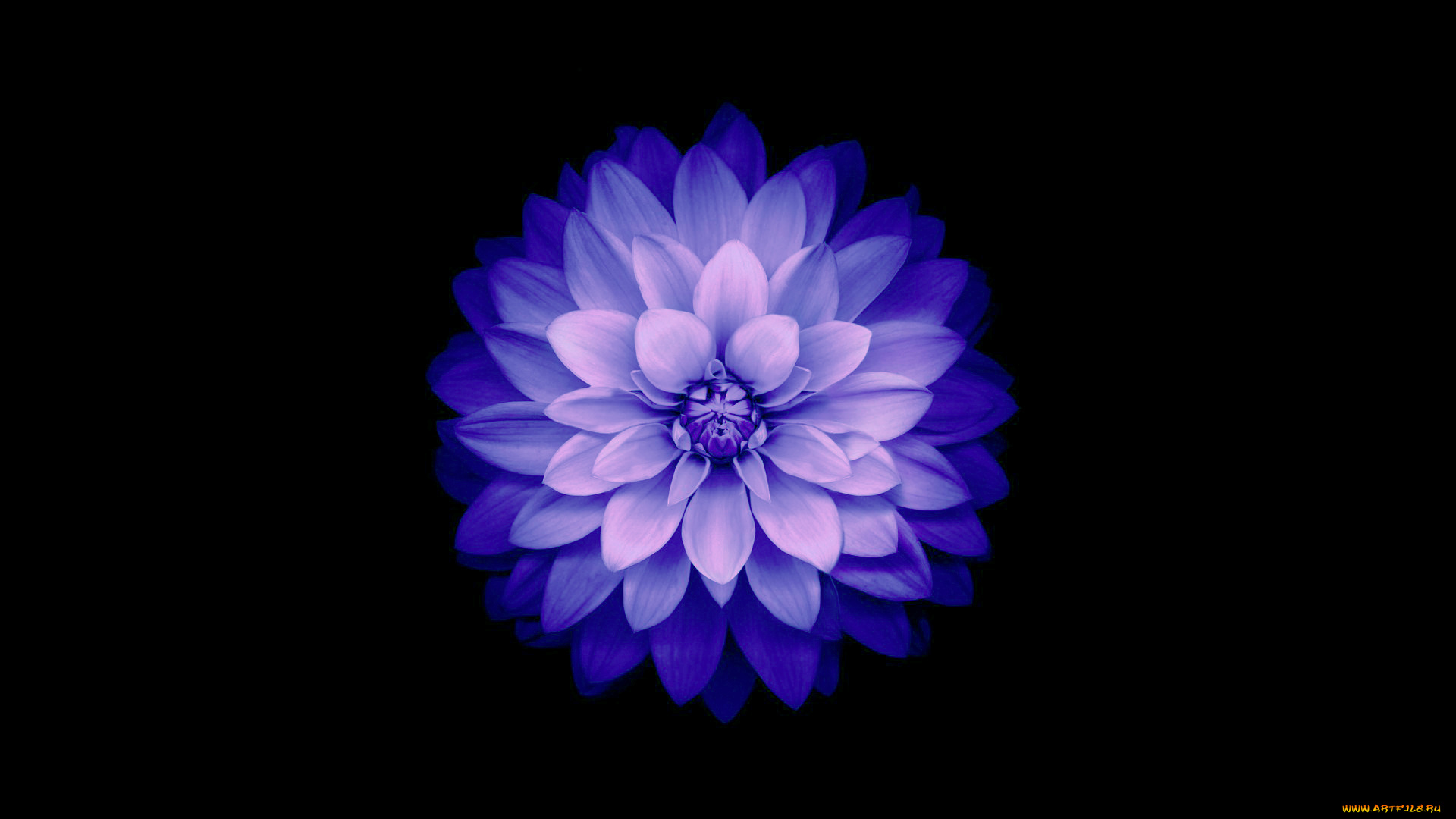 цветы, георгины, фон, blue, лепестки, цветок