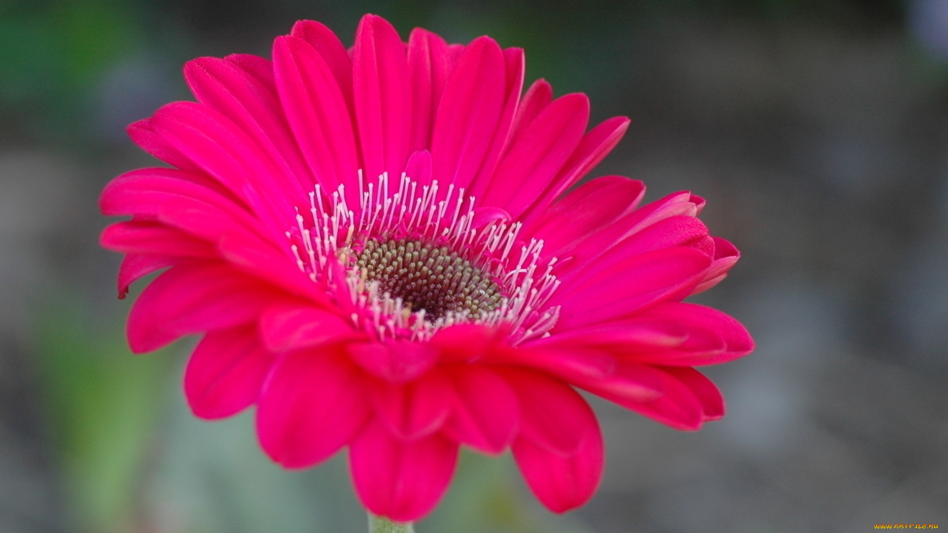 цветы, герберы, фон, цветок, розовая, гербера