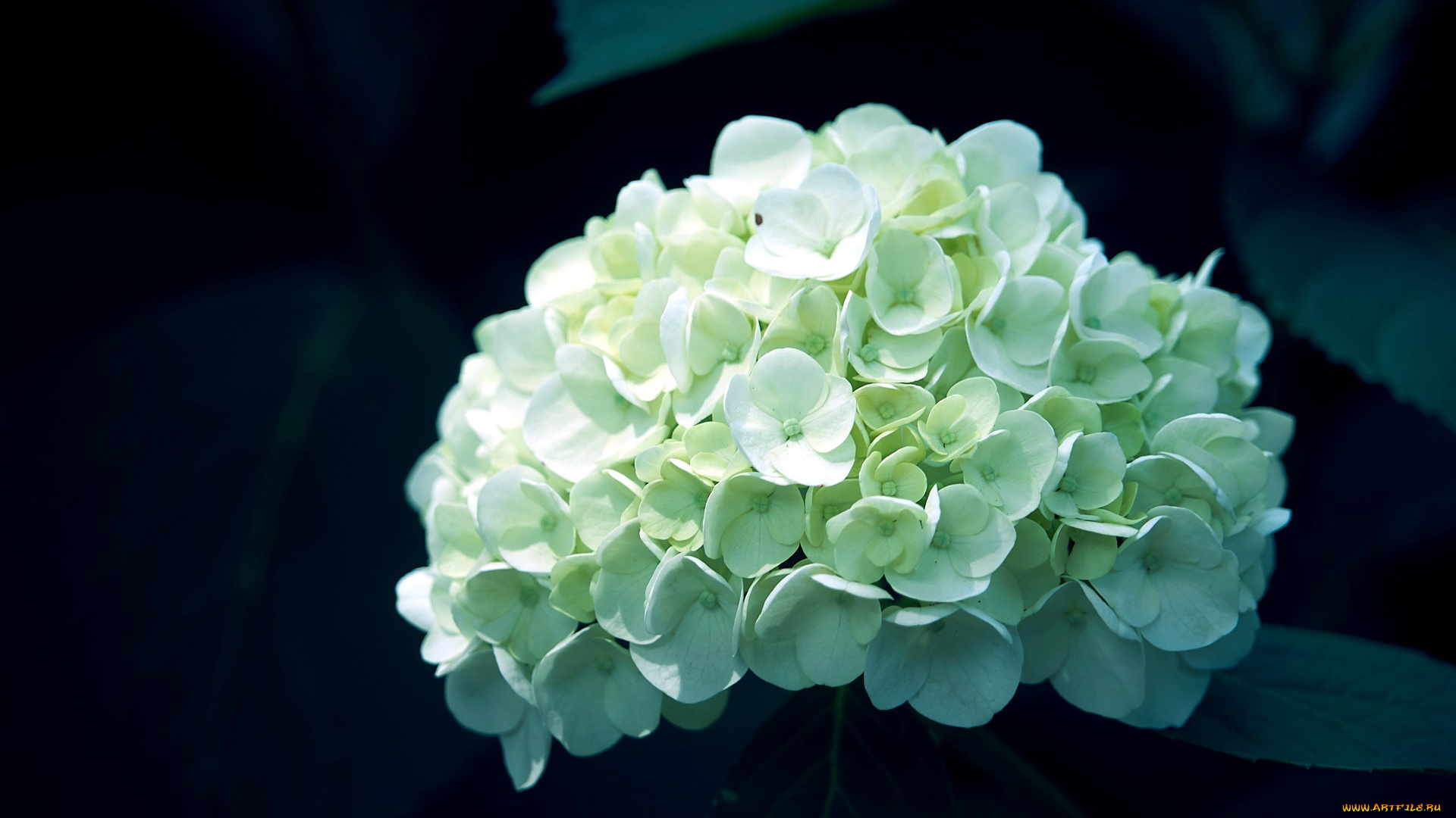цветы, гортензия, белый