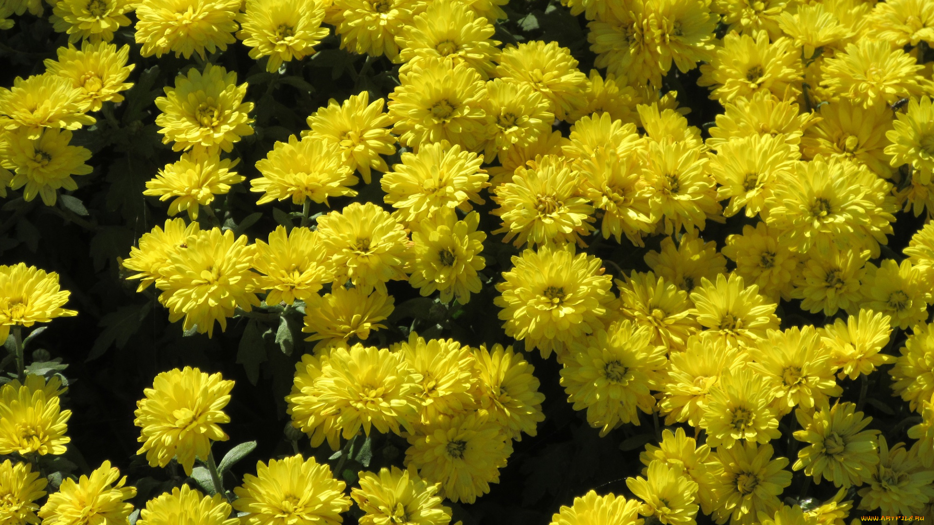 цветы, хризантемы, осень, жёлтые