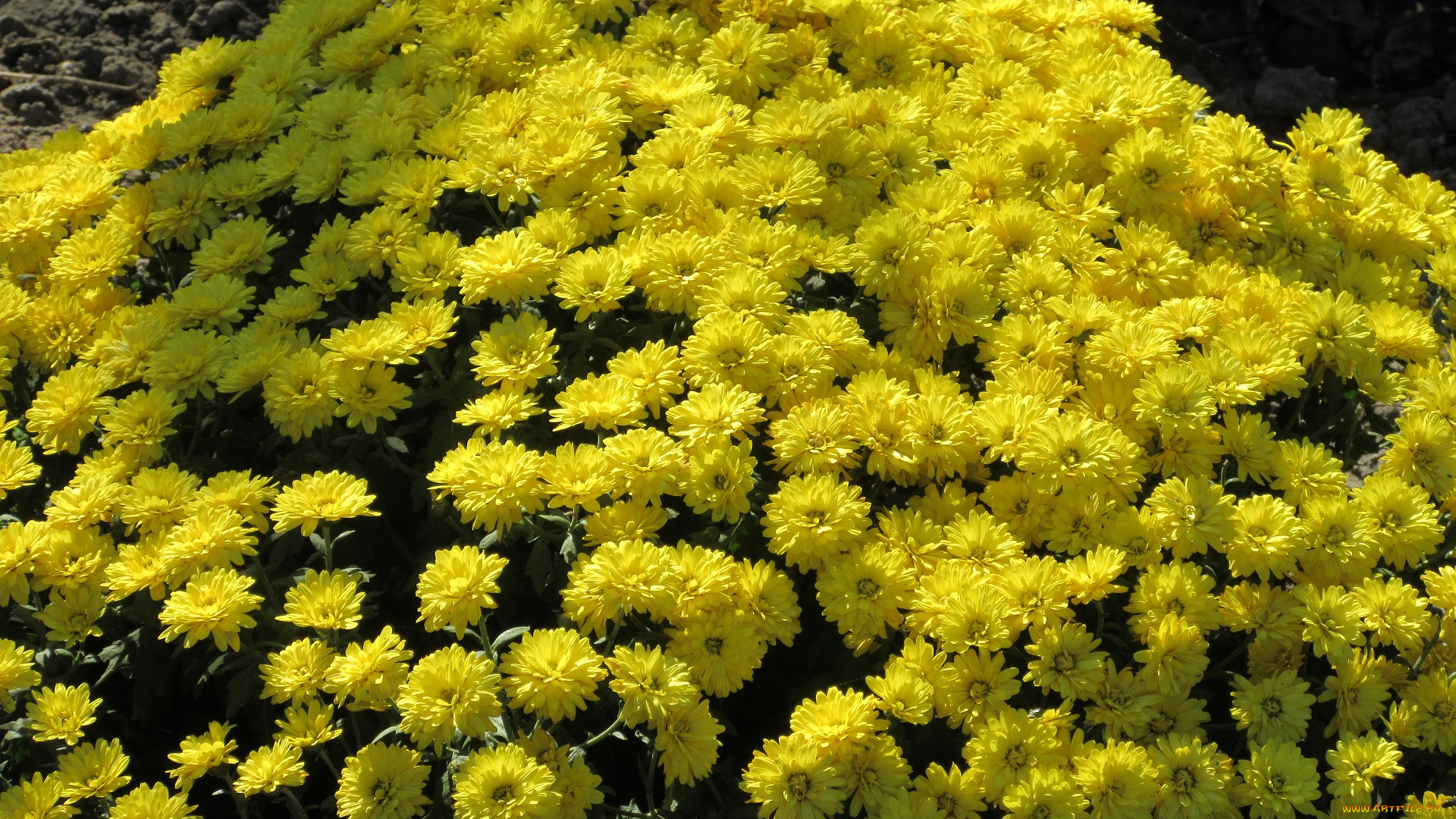 цветы, хризантемы, осень, жёлтые