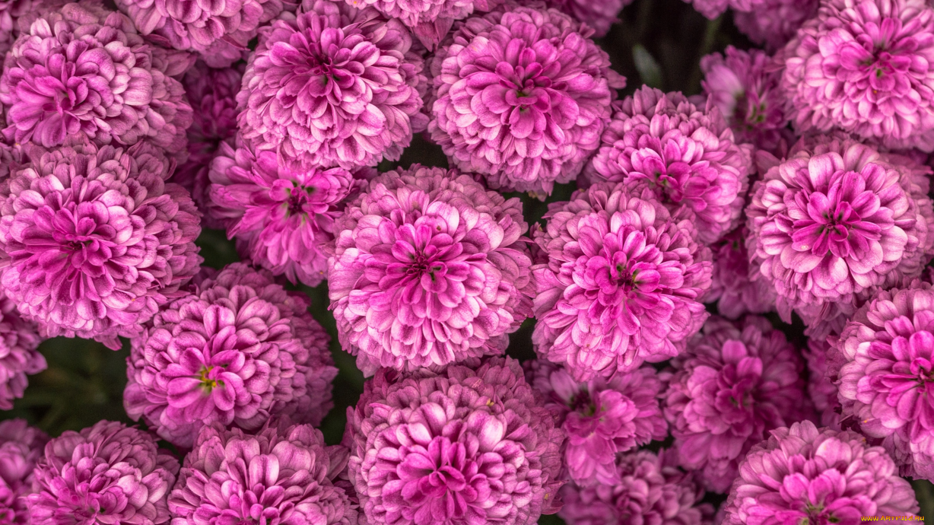 цветы, хризантемы, розовый, много