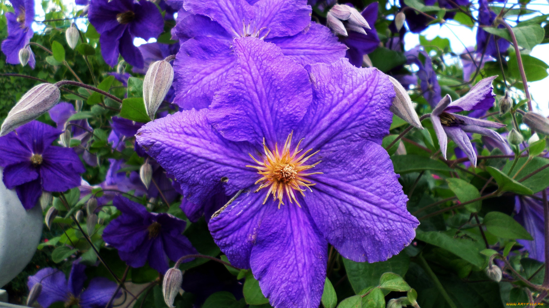 цветы, клематис, , ломонос, лиловый