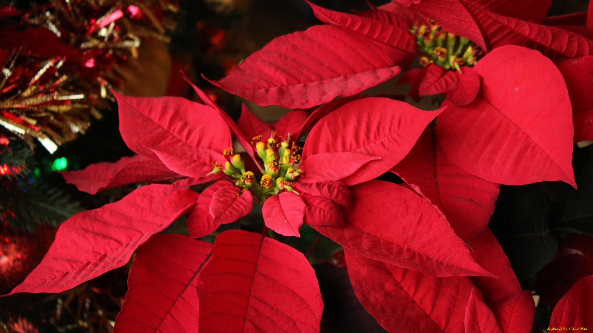 цветы, пуансеттия, алый