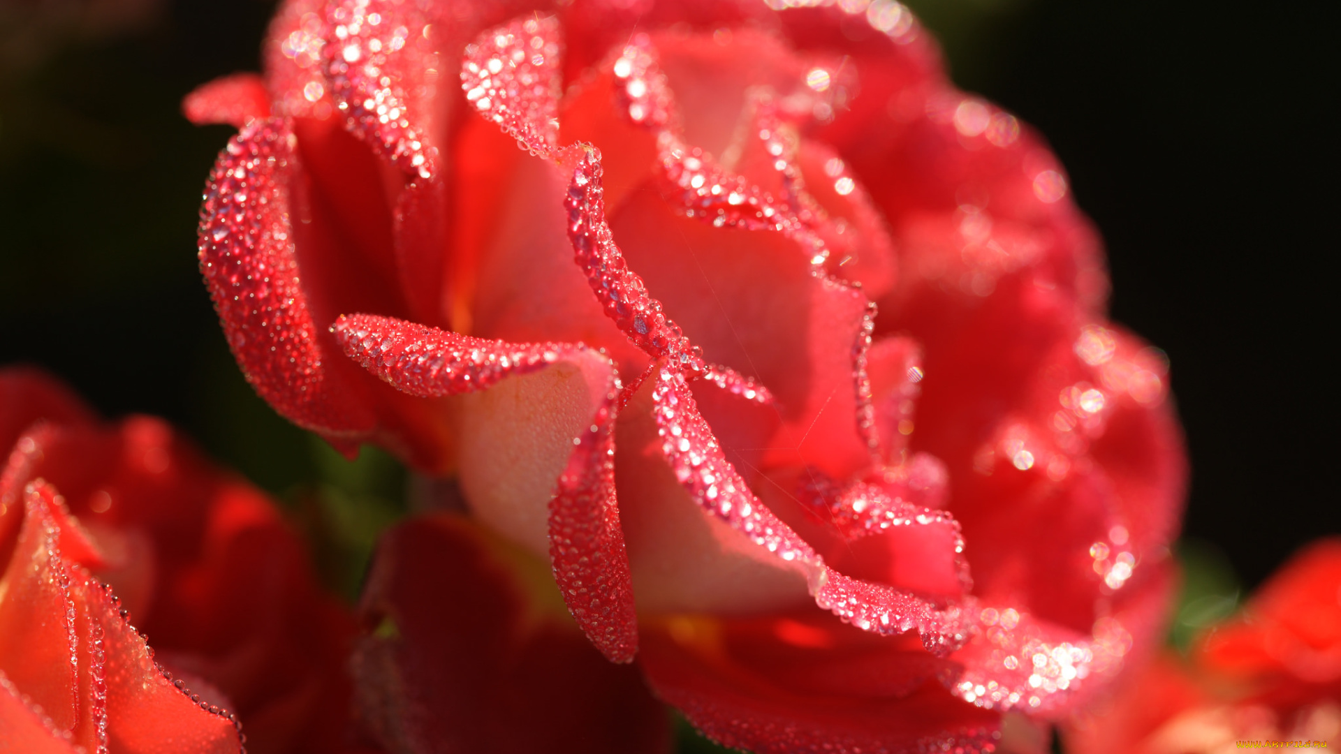 цветы, розы, blossoms, leaves, petals, bud, rose, цветение, листья, лепестки, бутон, роза