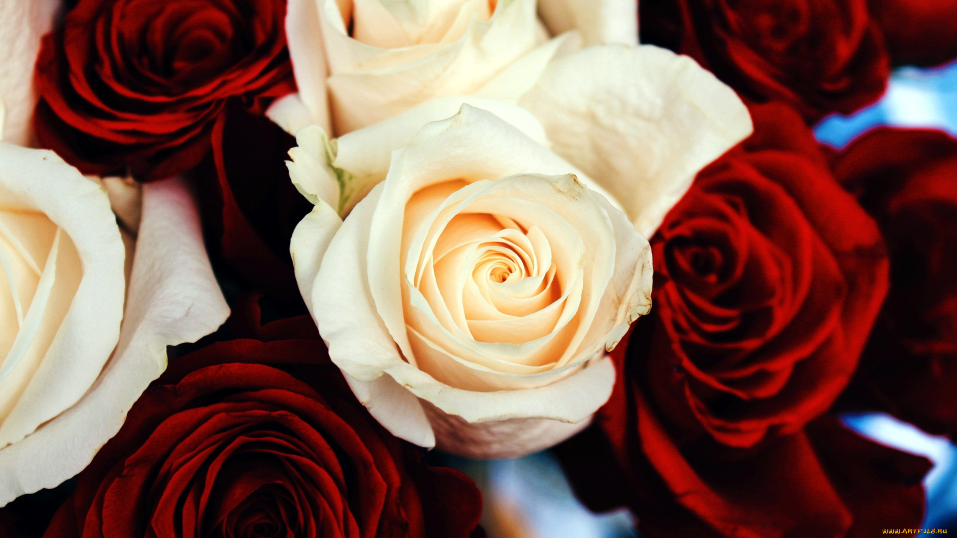 цветы, розы, бутоны