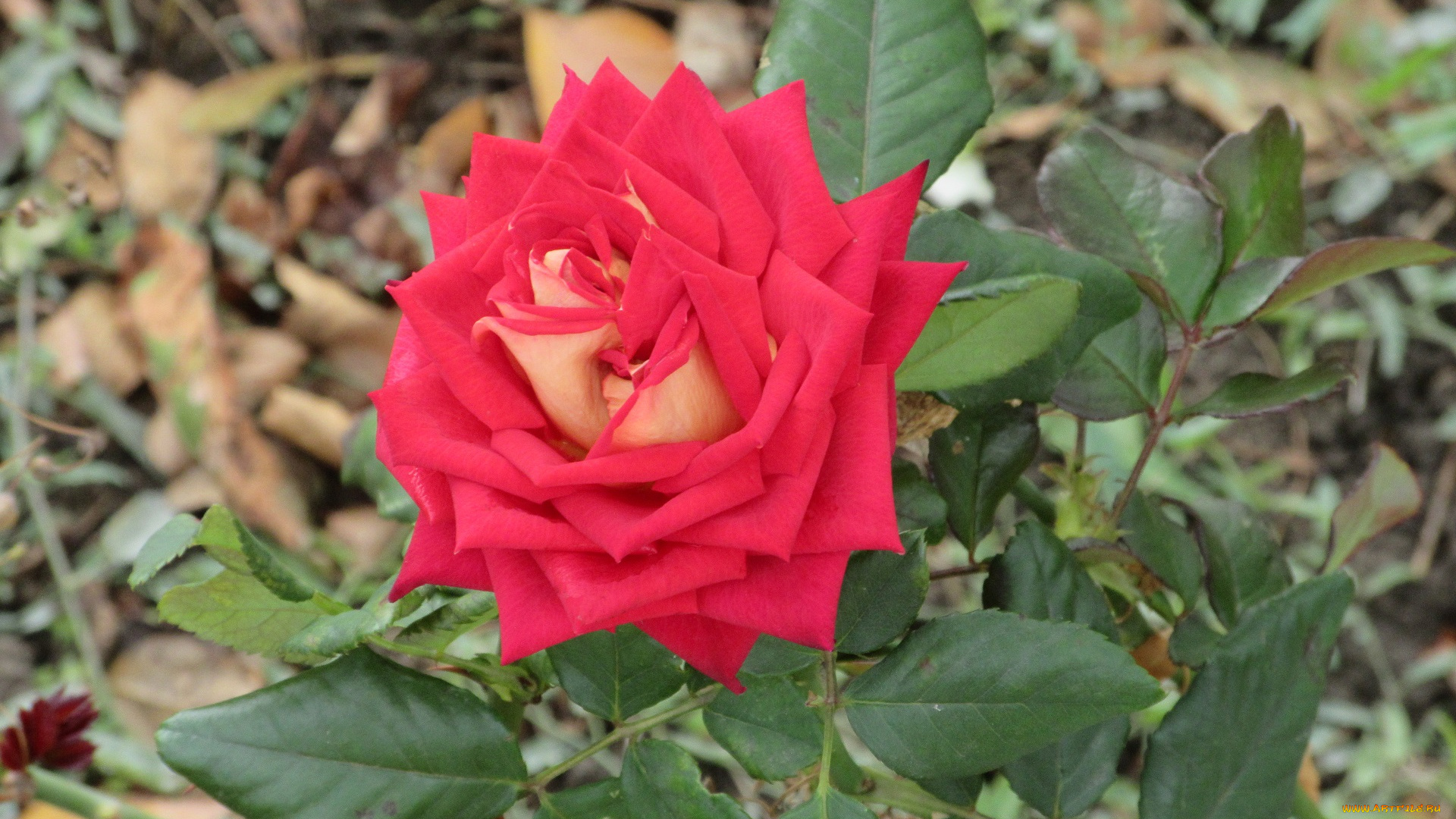 цветы, розы, осень