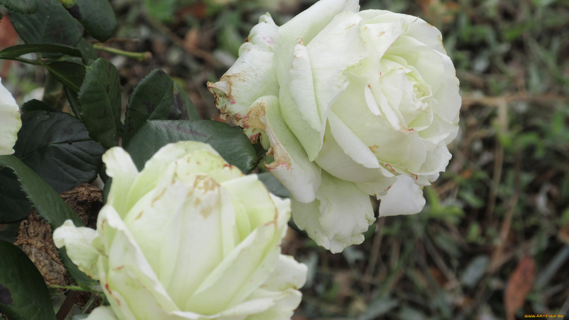 цветы, розы, осень