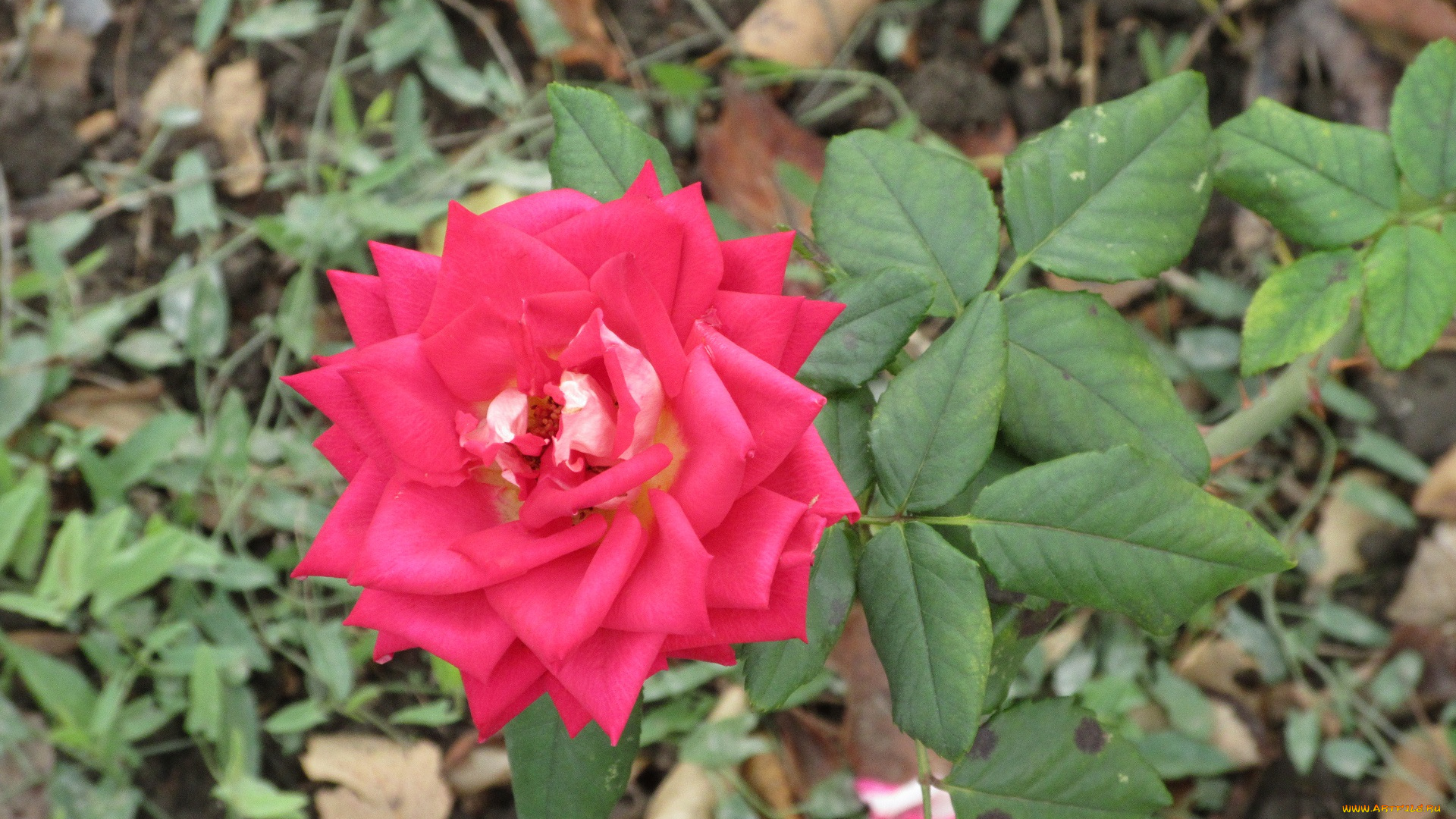 цветы, розы, осень