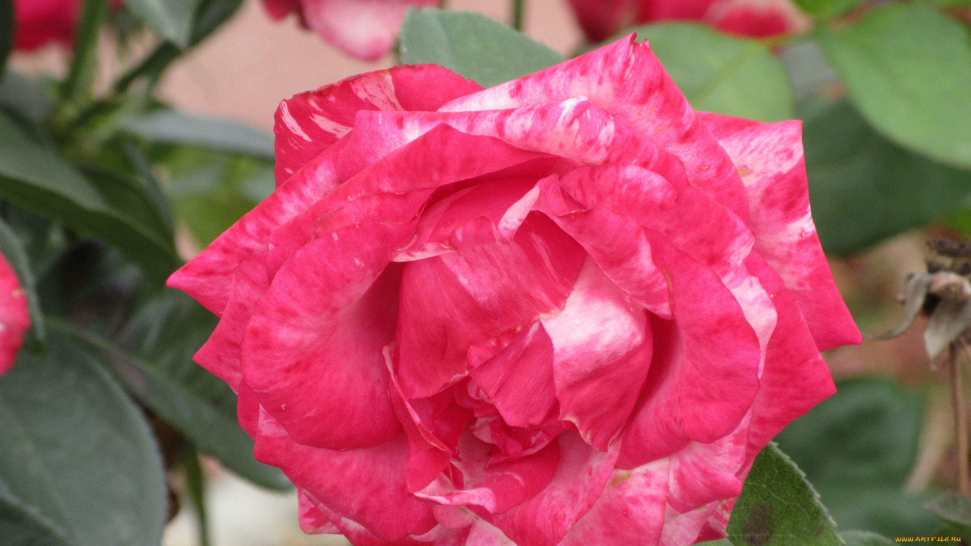 цветы, розы, осень