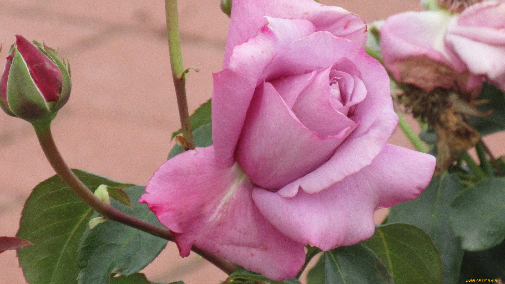 цветы, розы, осень