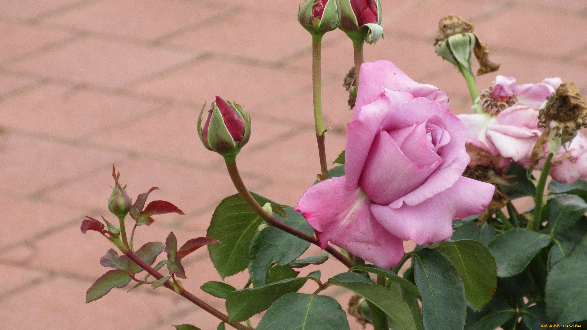 цветы, розы, осень