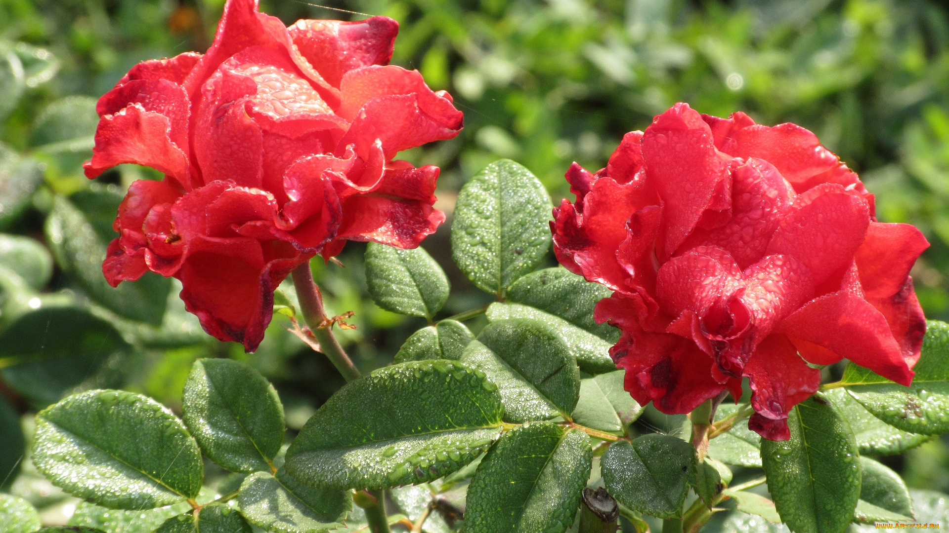 цветы, розы, осень