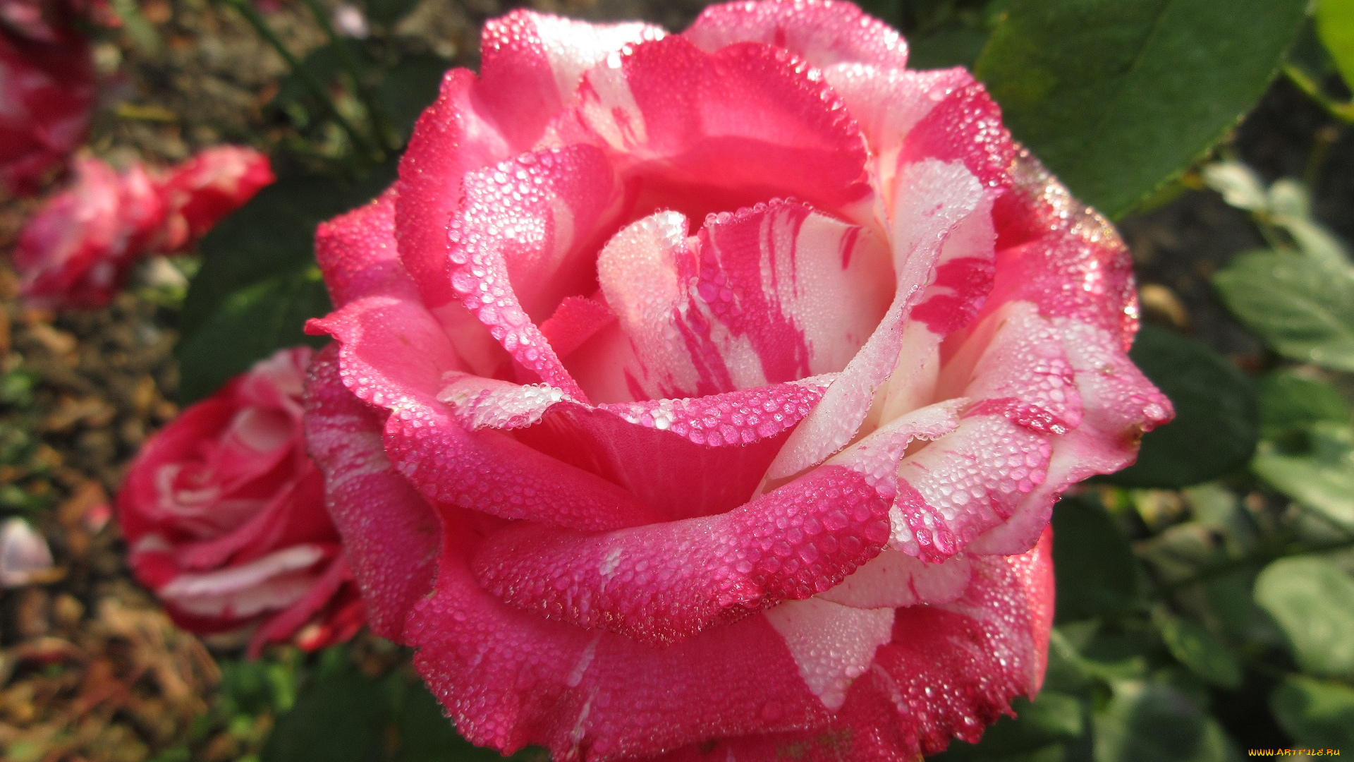 цветы, розы, осень