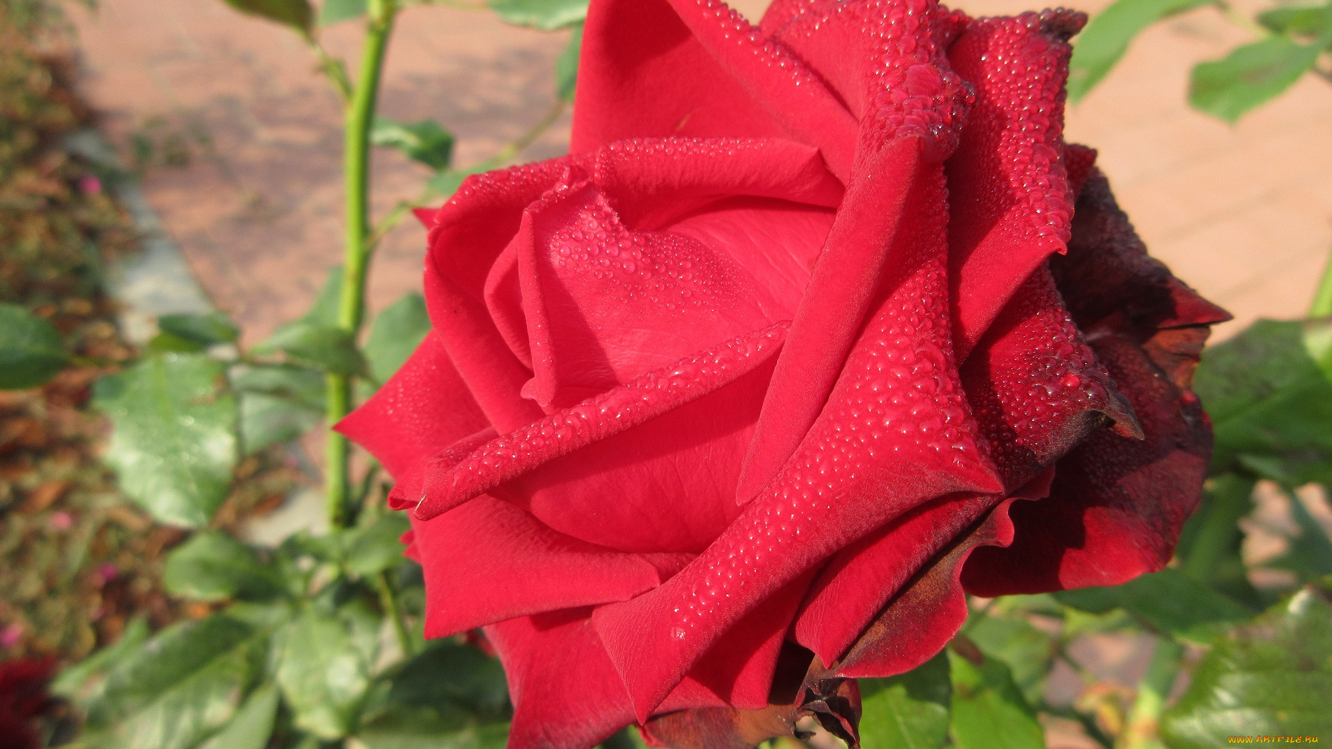 цветы, розы, осень