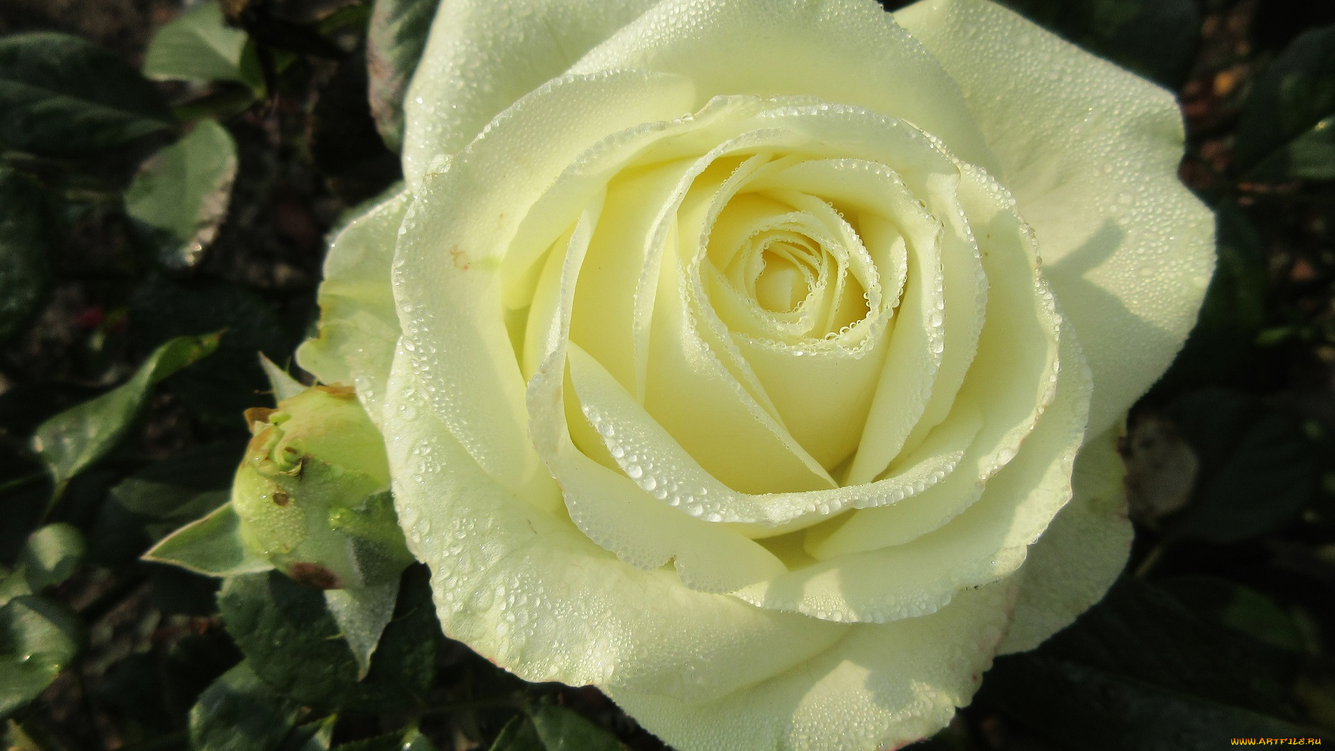 цветы, розы, осень