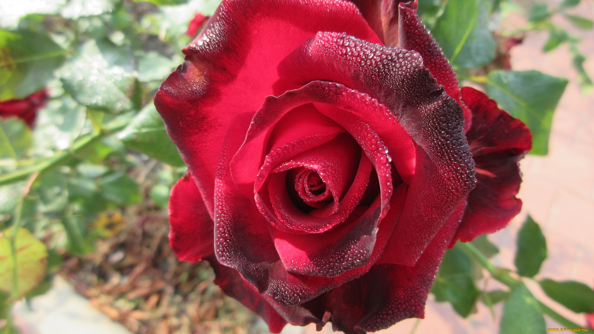 цветы, розы, осень