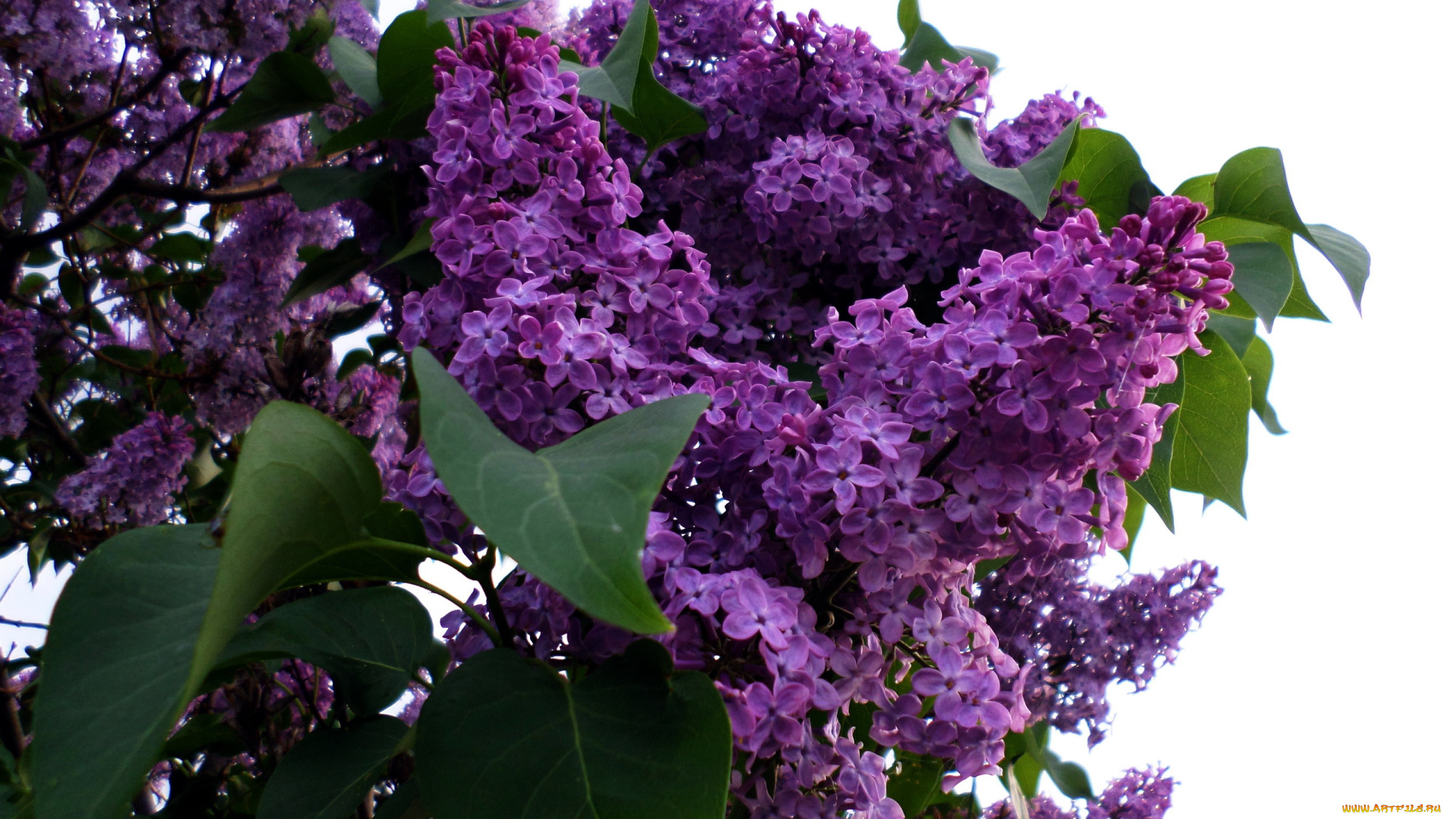 цветы, сирень, лиловый
