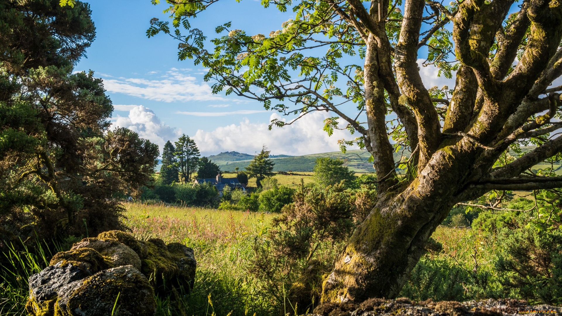 природа, деревья, простор