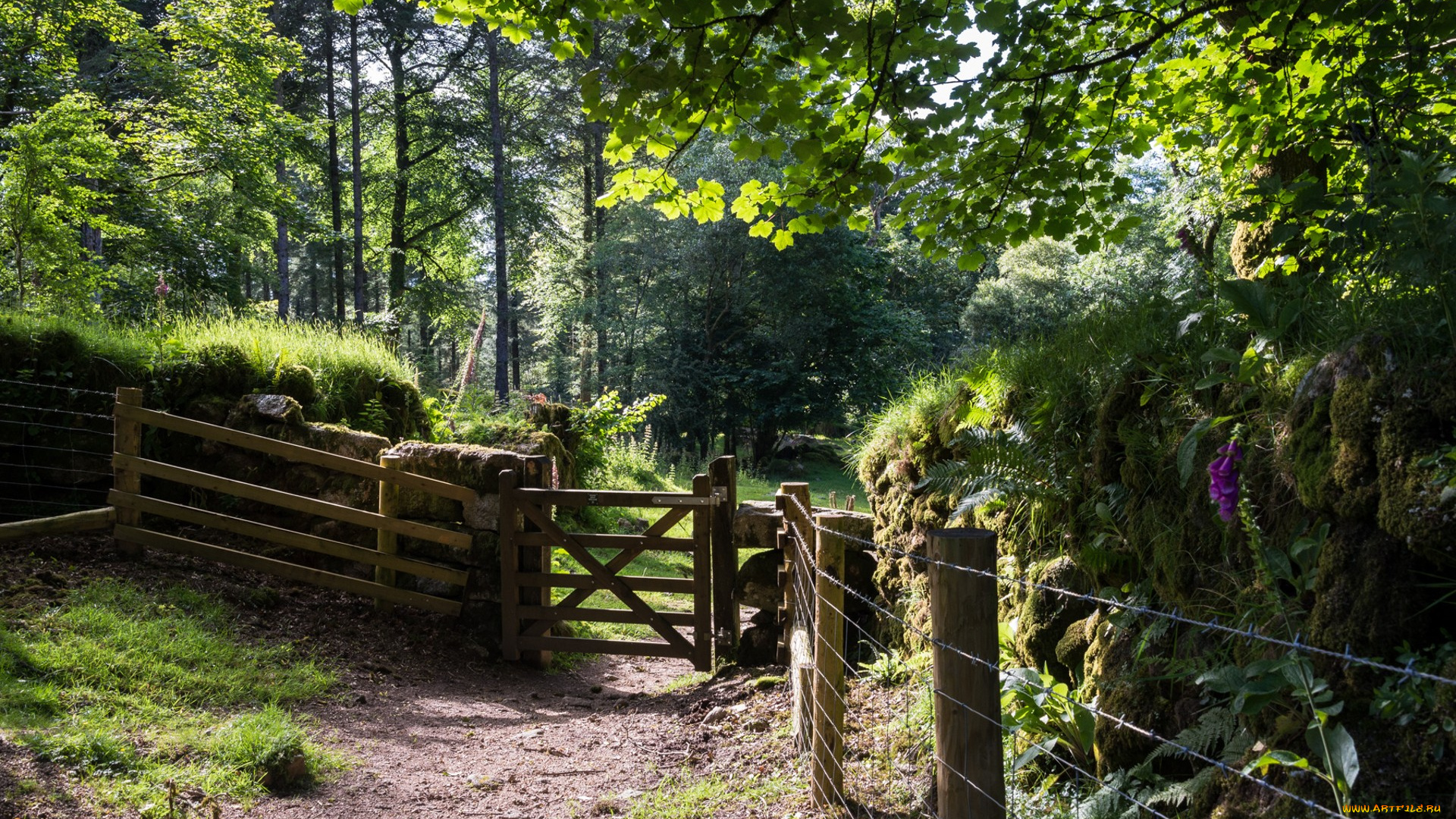 природа, дороги, простор