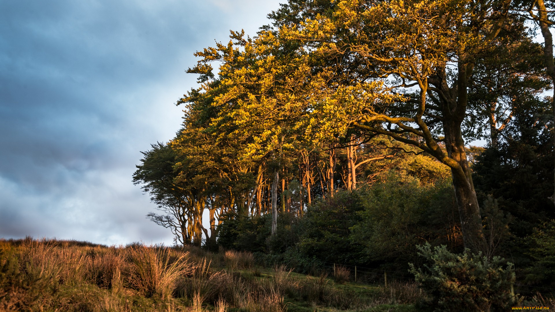 природа, лес, простор