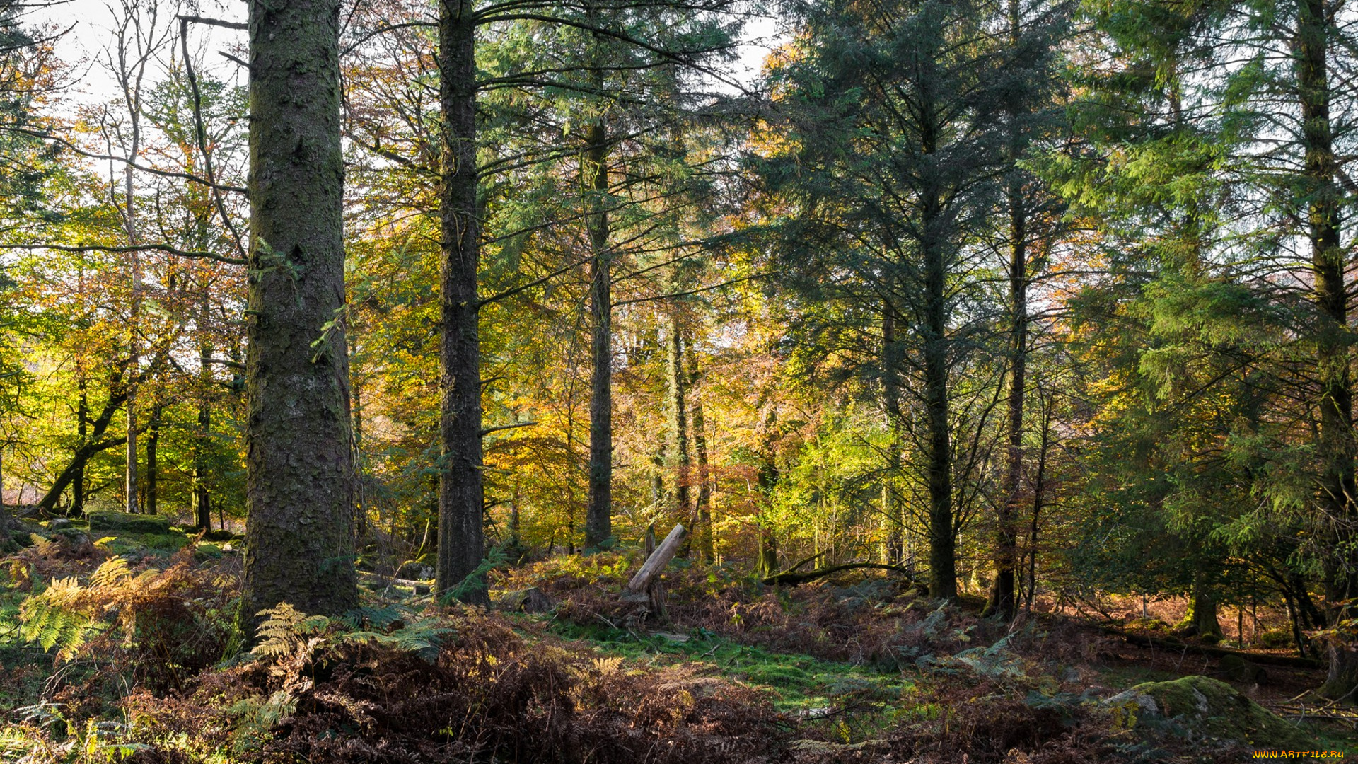 природа, лес, простор