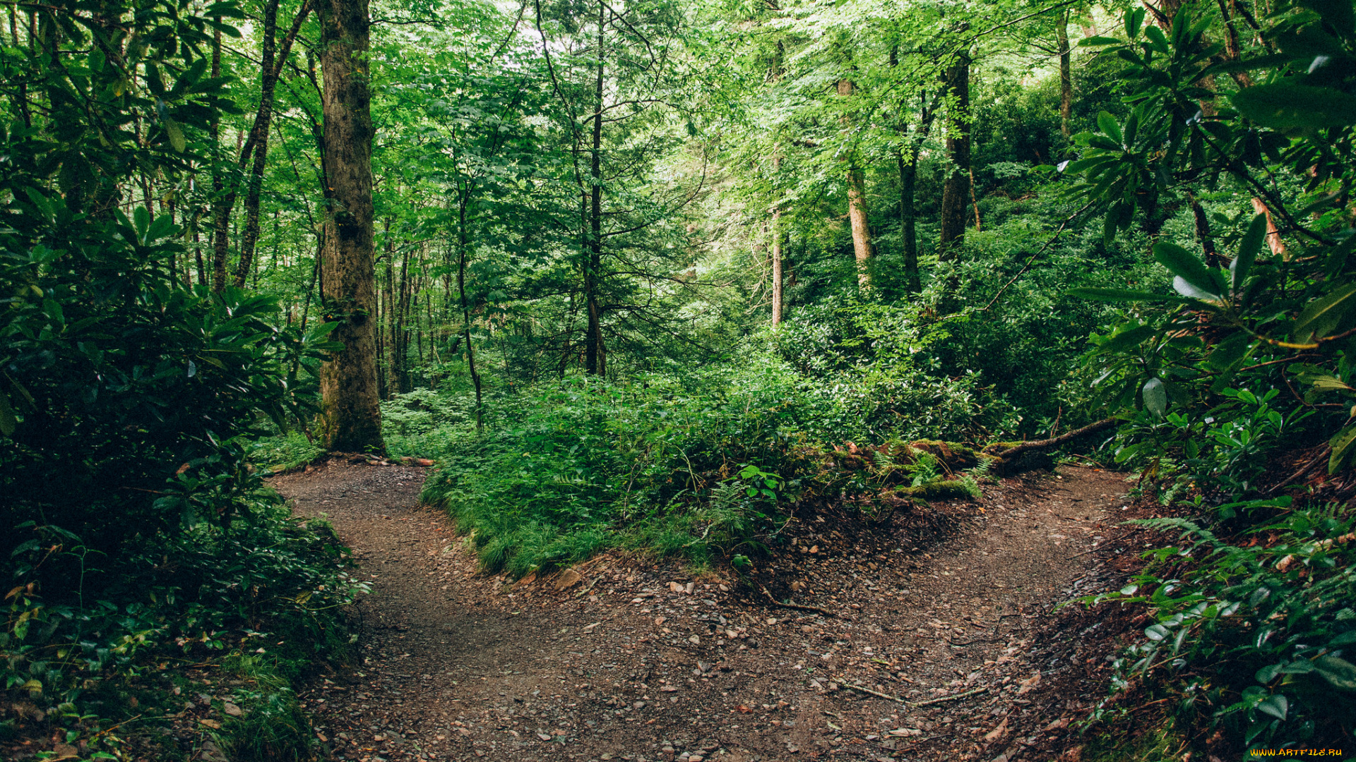 природа, лес, простор