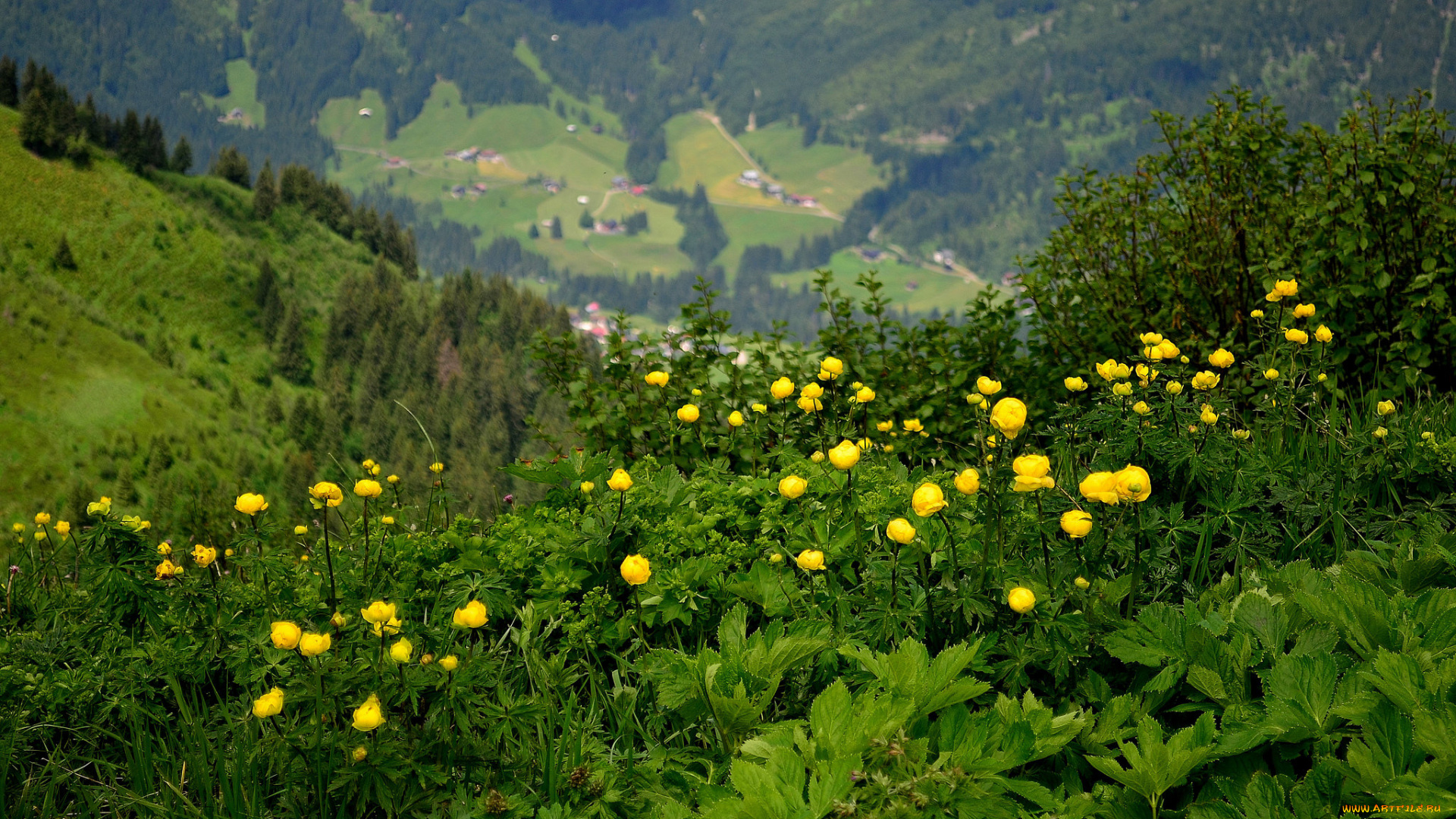 природа, луга, простор