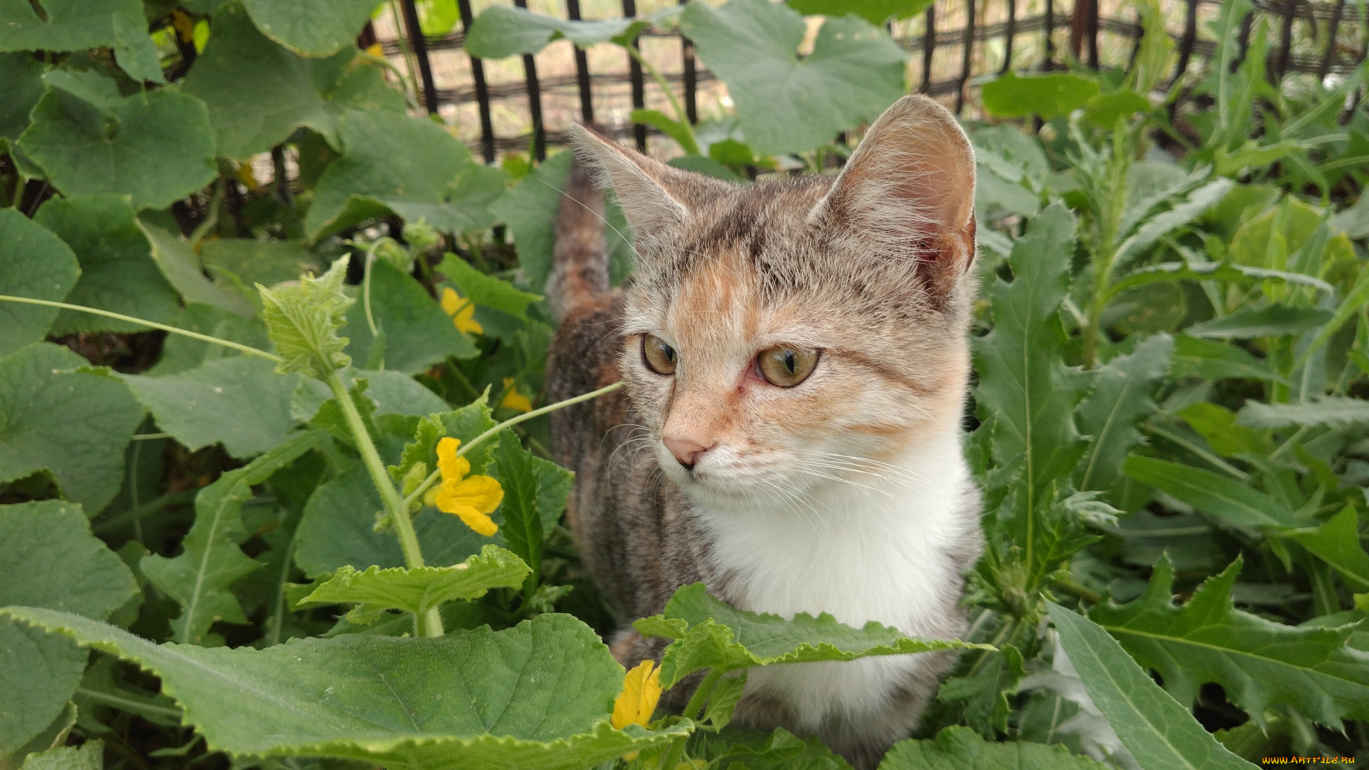 животные, коты, кошка