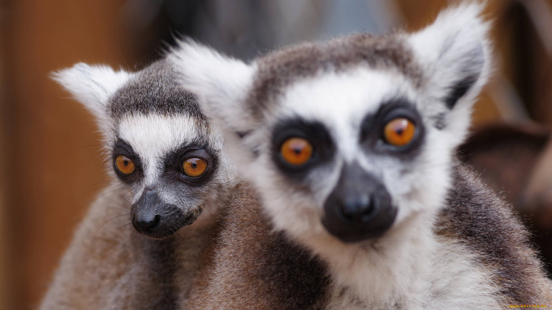 животные, лемуры, животное, лемур, взгляд, моська