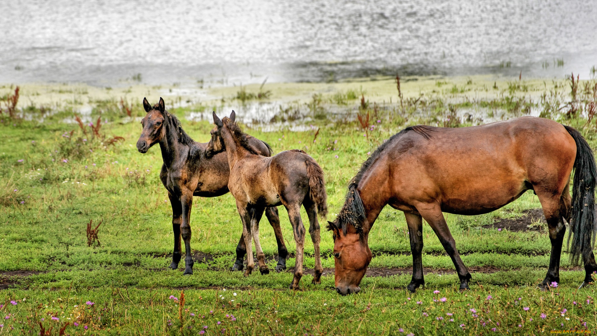 животные, лошади, природа, пейзаж, красота, алтай