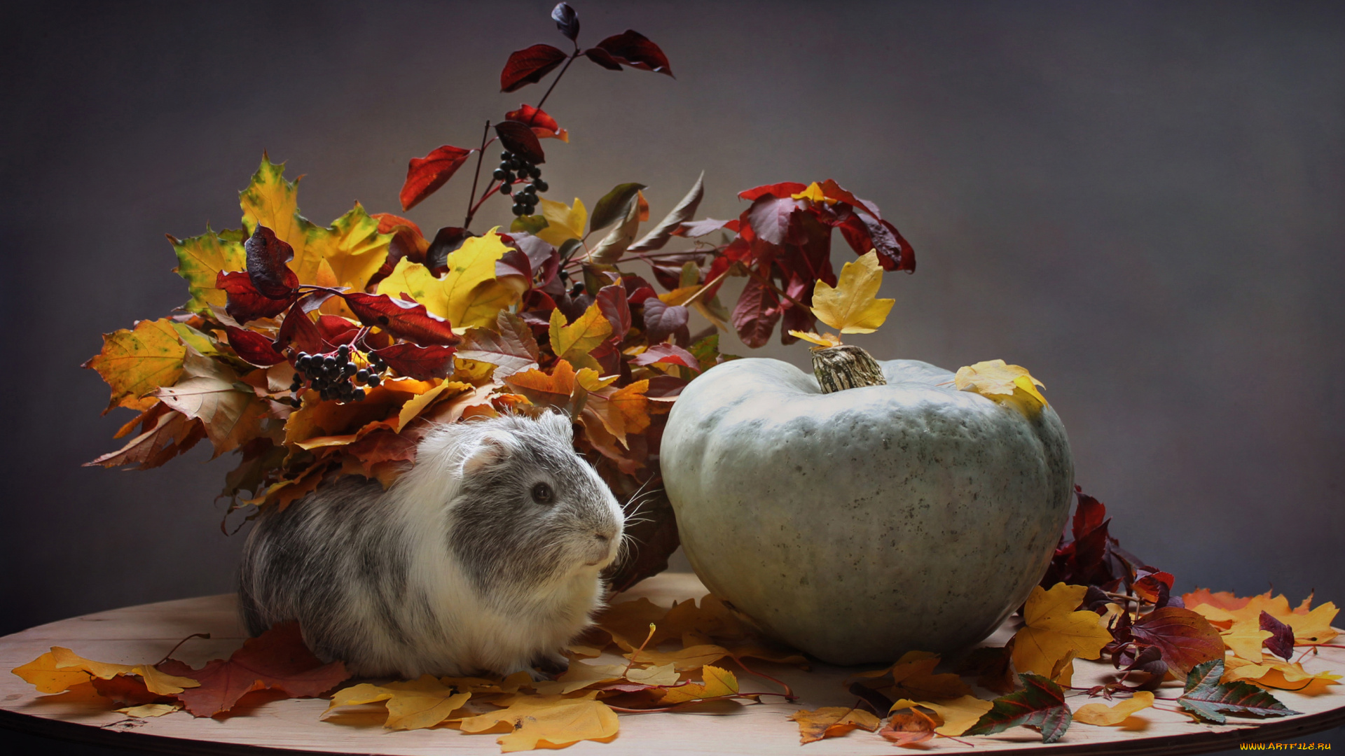 животные, морские, свинки, , хомяки, тыква, осень, октябрь, морская, свинка, листья, композиция