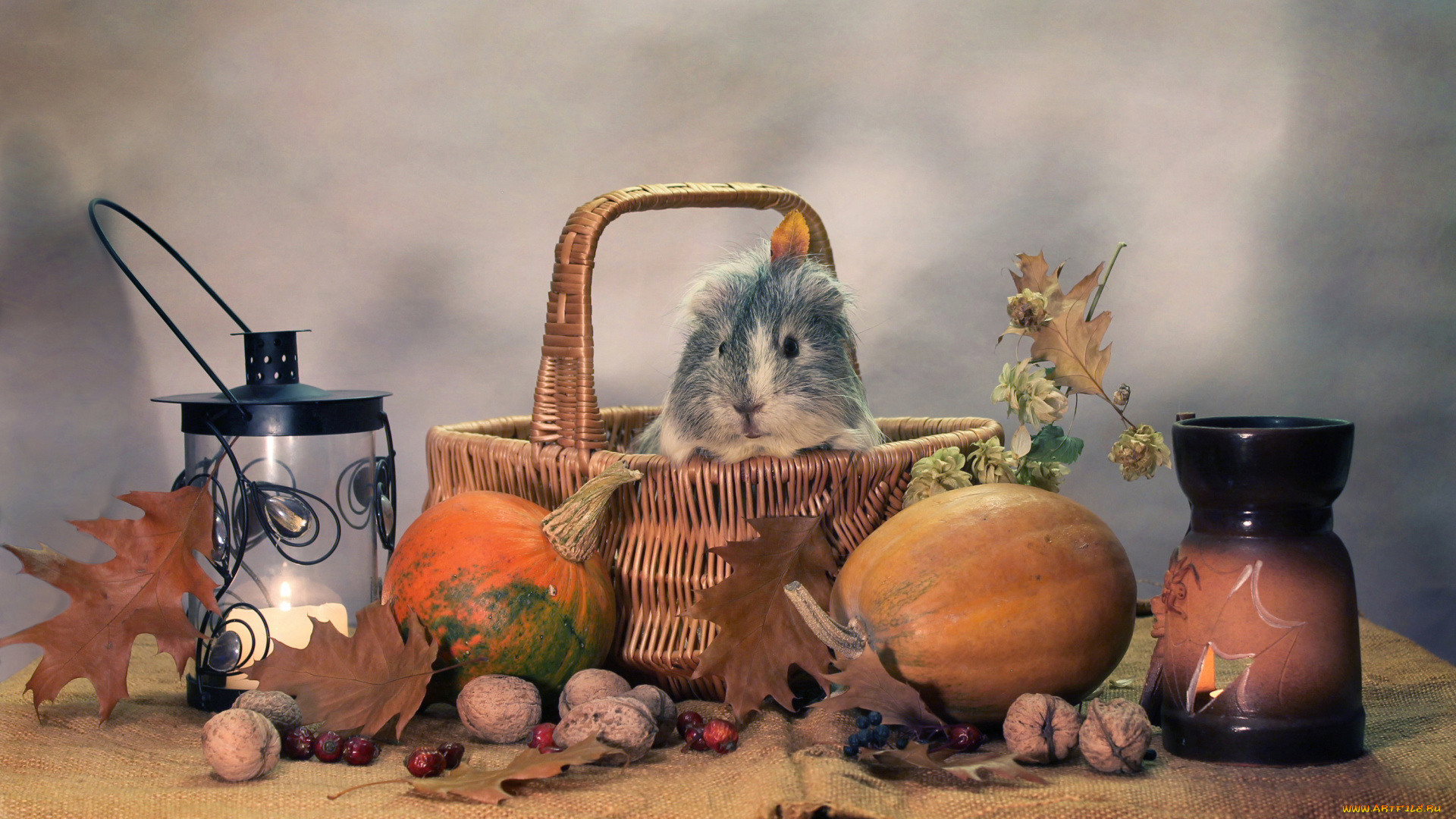 животные, морские, свинки, , хомяки, тыквы, хэллоуин, юмор, свечи, осень, морские, свинки, композиция, октябрь