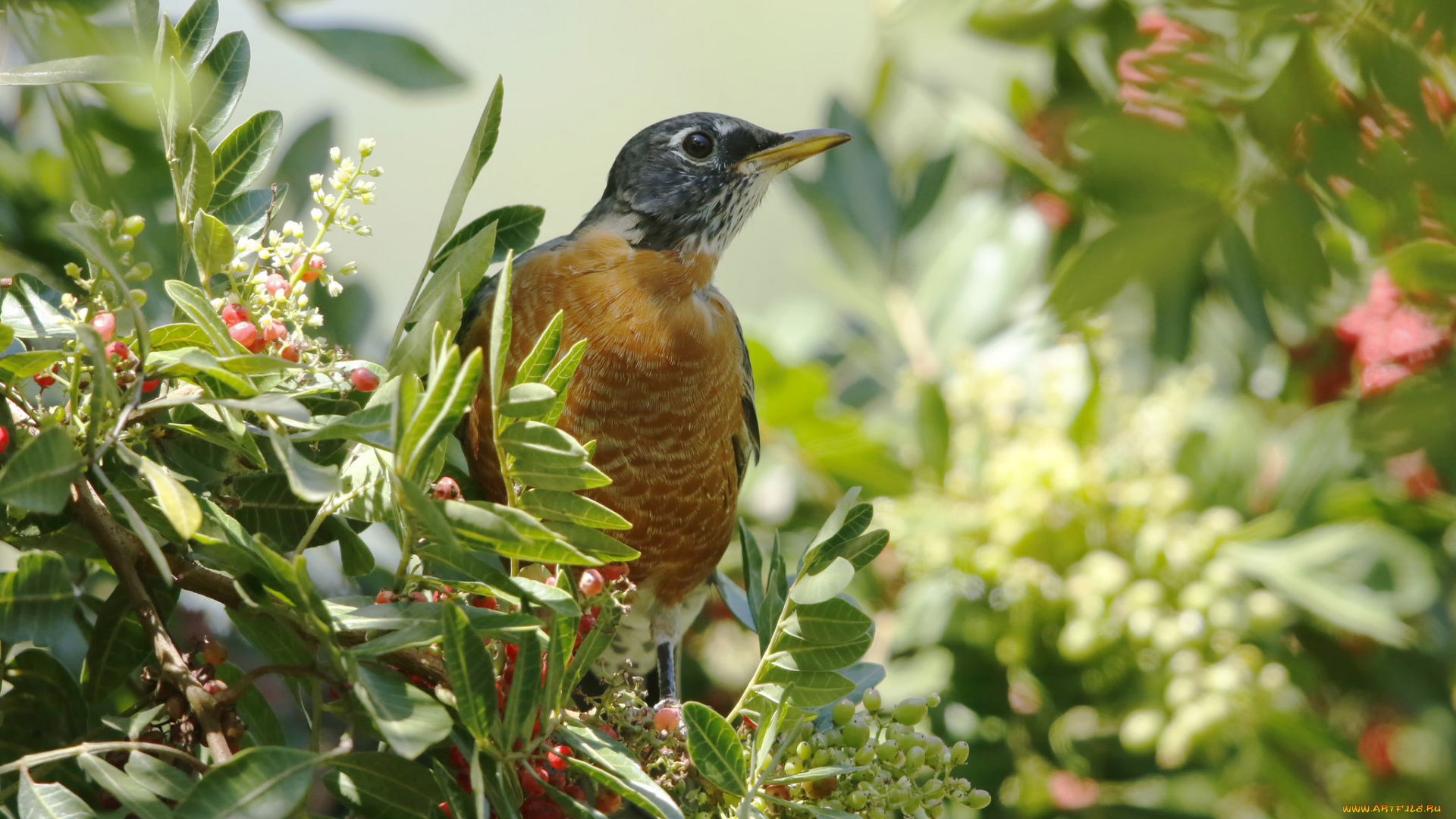 животные, птицы, ягоды, природа, птица, дерево