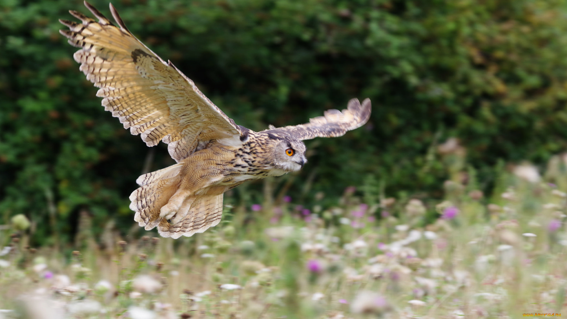 животные, совы, перья, окрас, сова, птица, природа