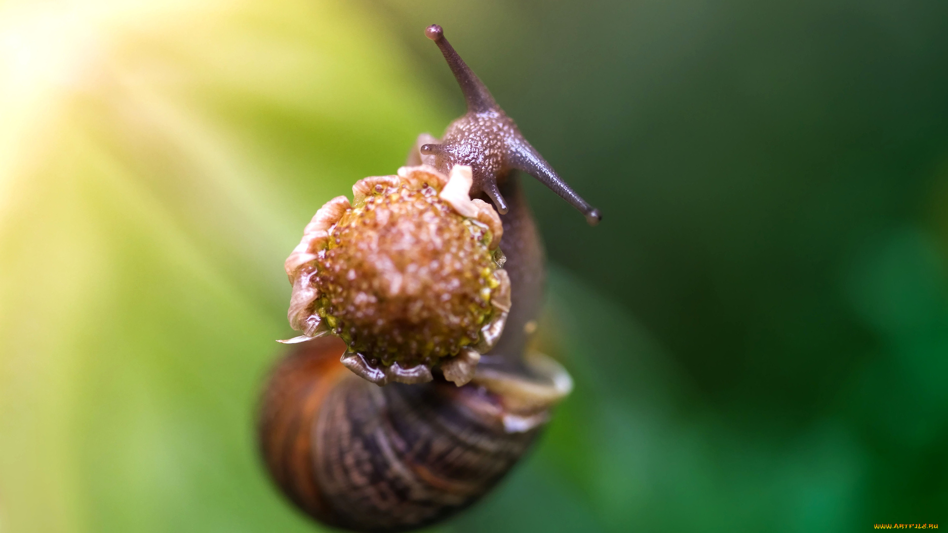 животные, улитки, макро, улитка, рожки, цветок