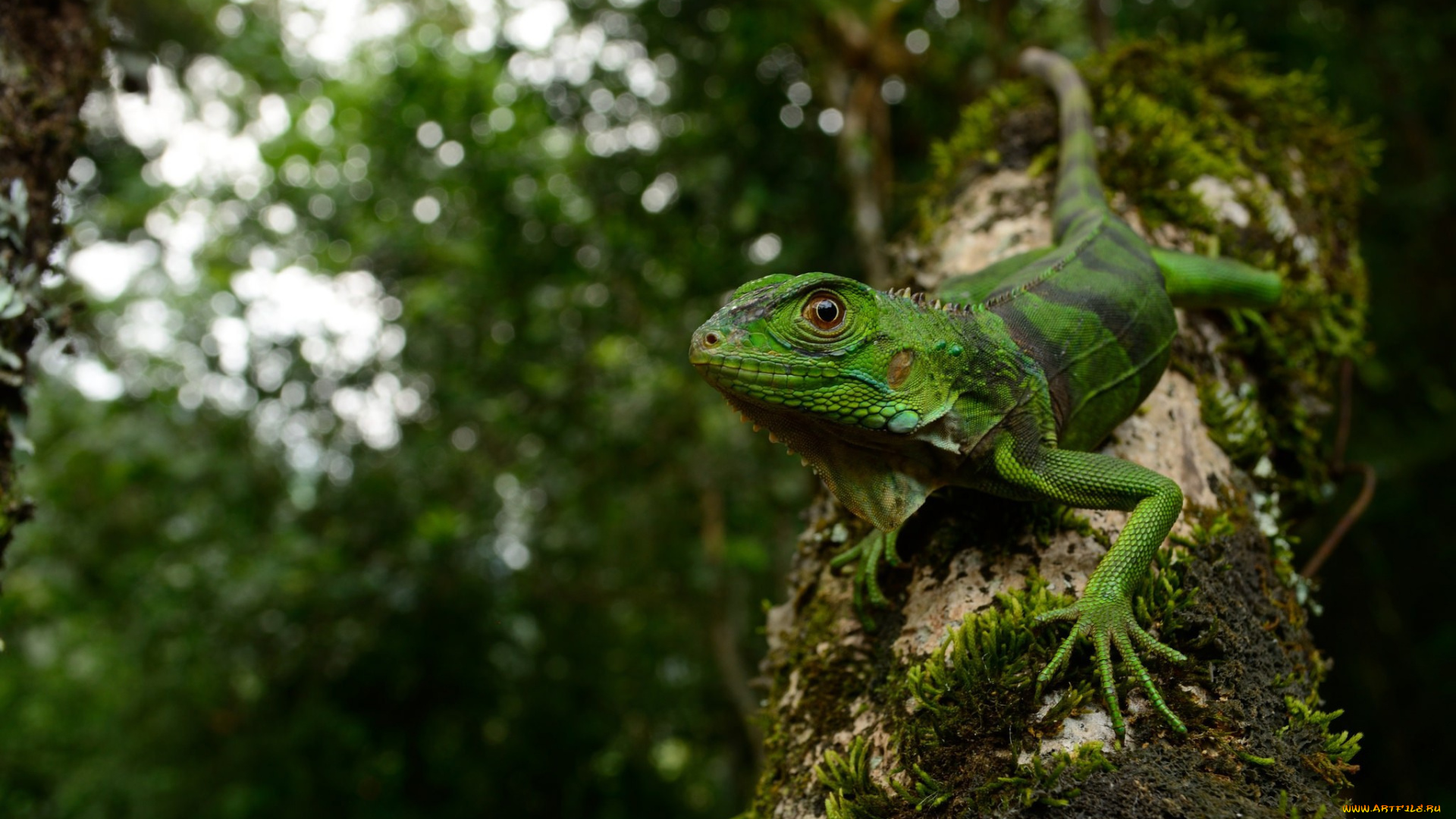 животные, Ящерицы, , игуаны, , вараны, iguana