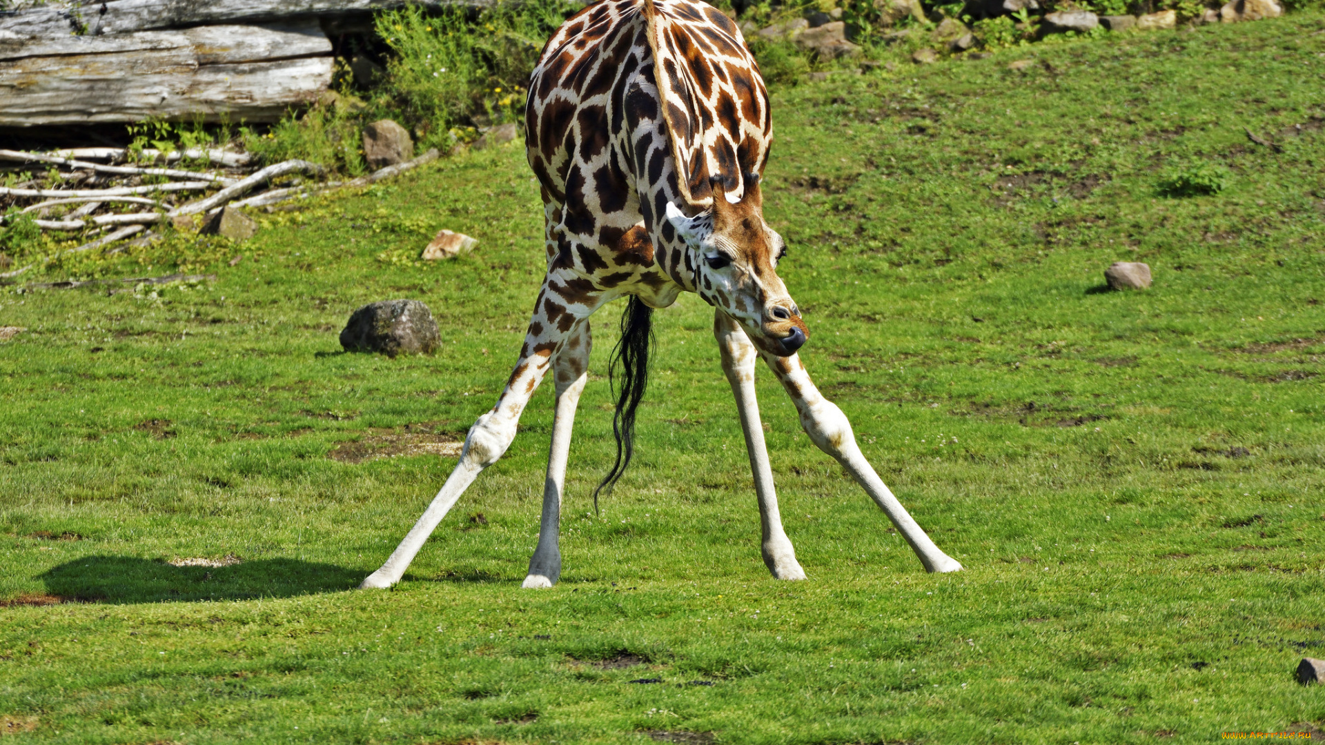 животные, жирафы, природа, животное, шея, окрас, жираф