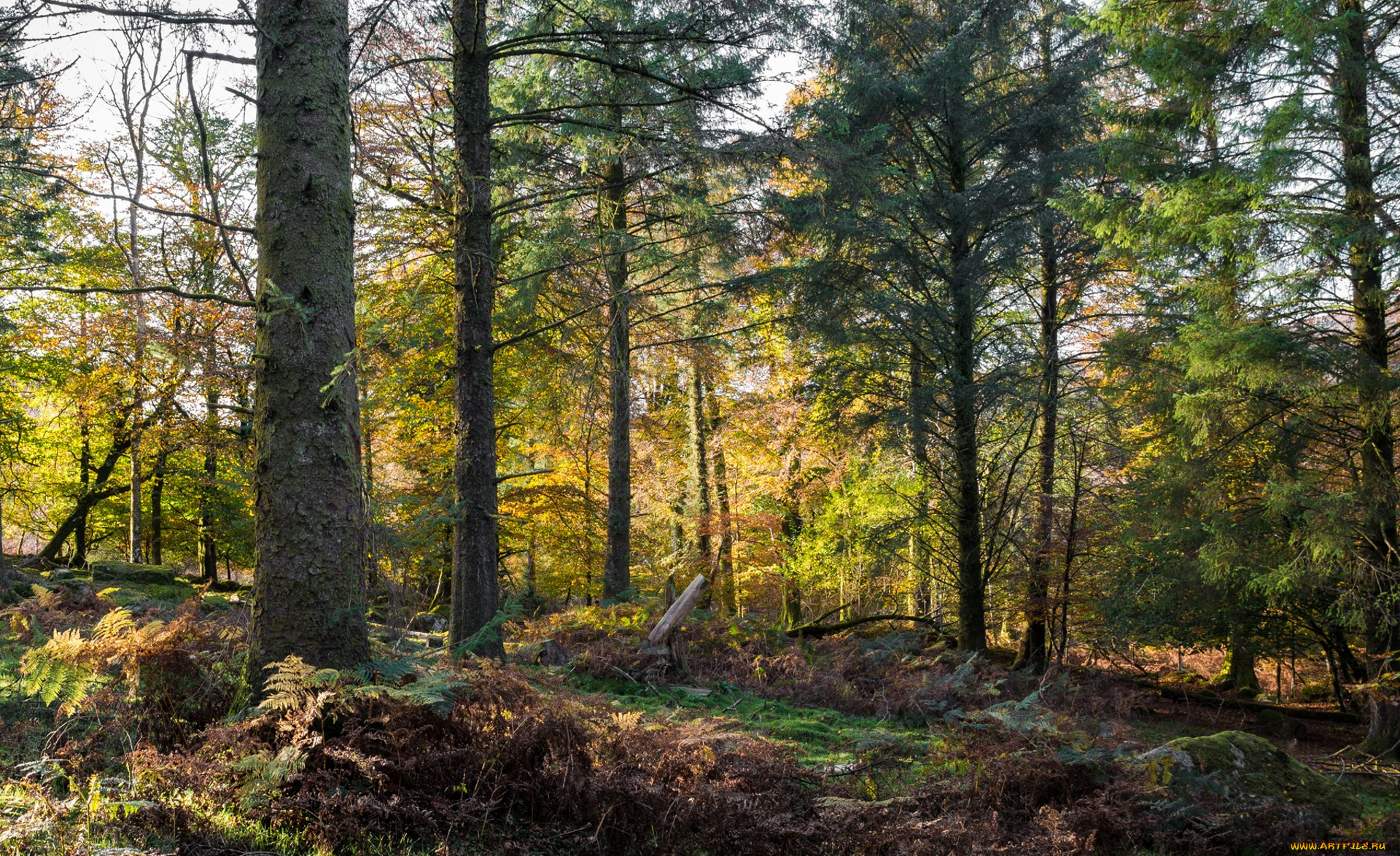 природа, лес, простор