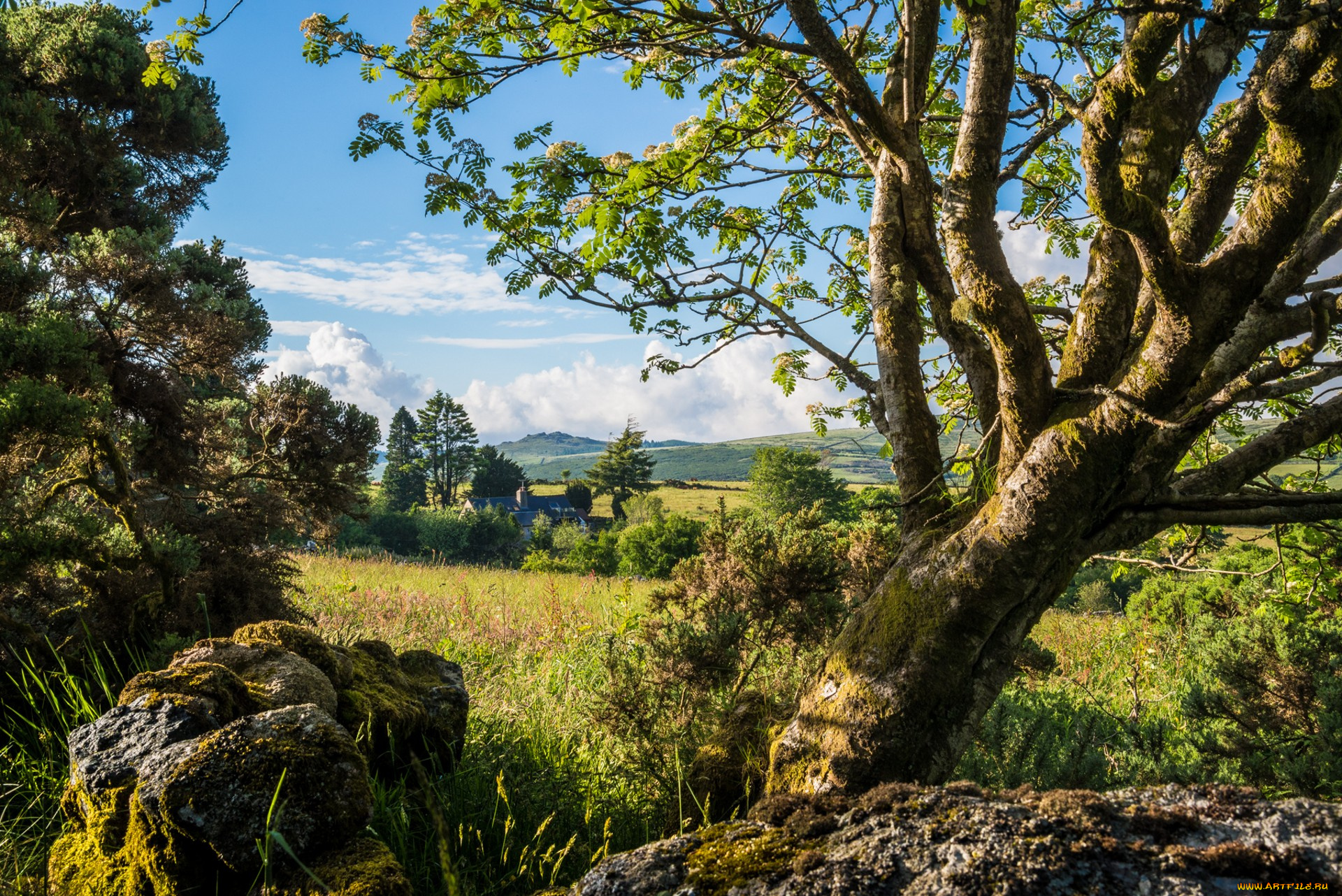 природа, деревья, простор