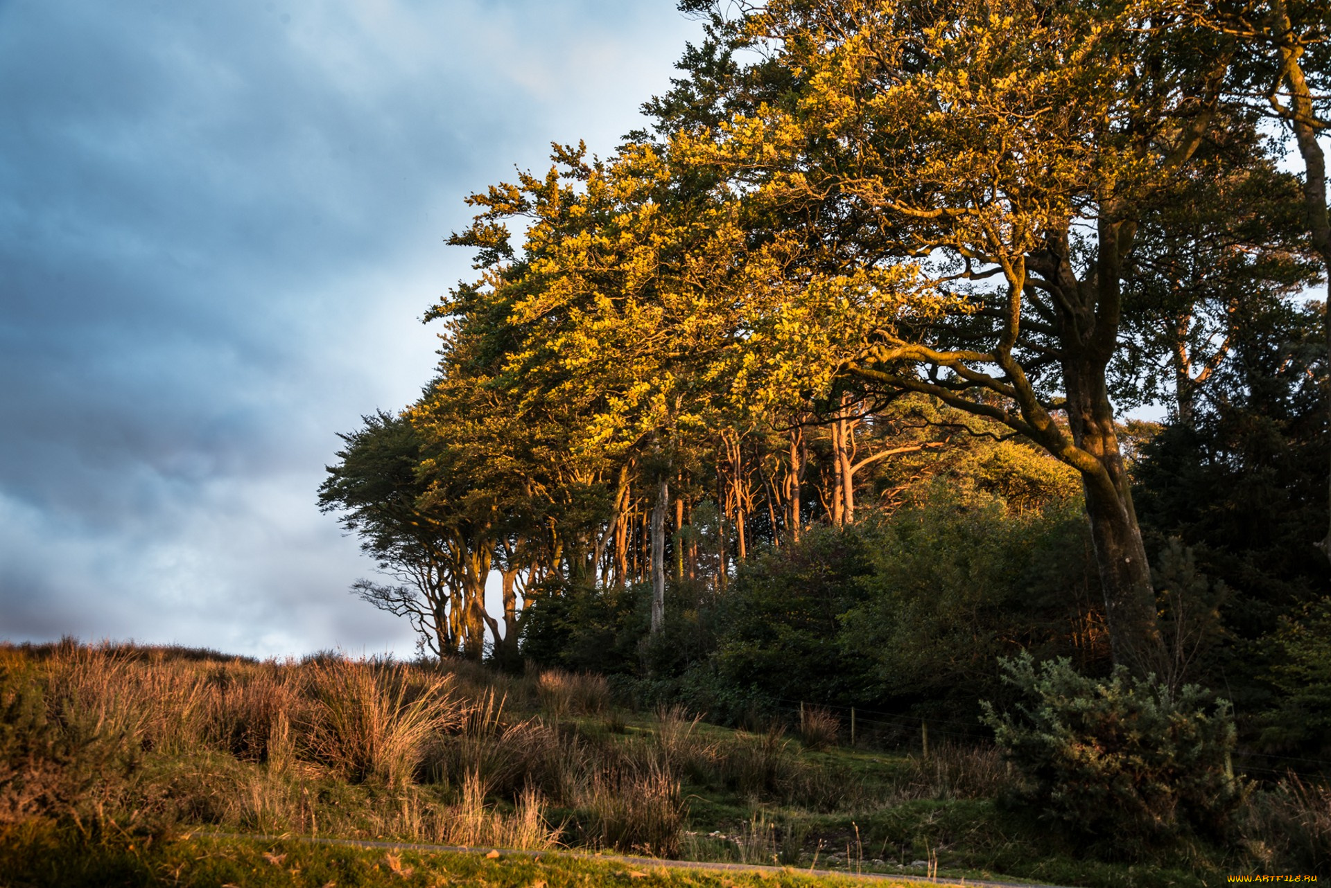 природа, лес, простор