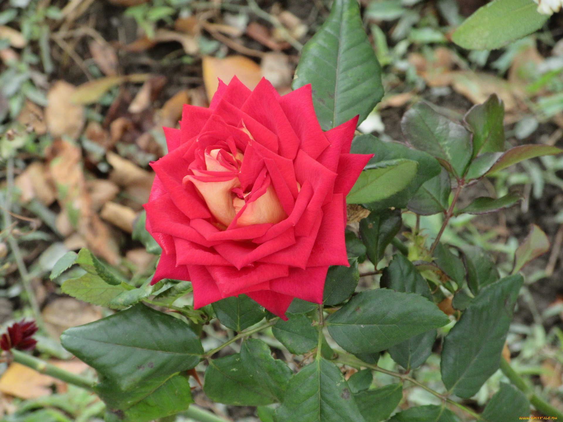 цветы, розы, осень