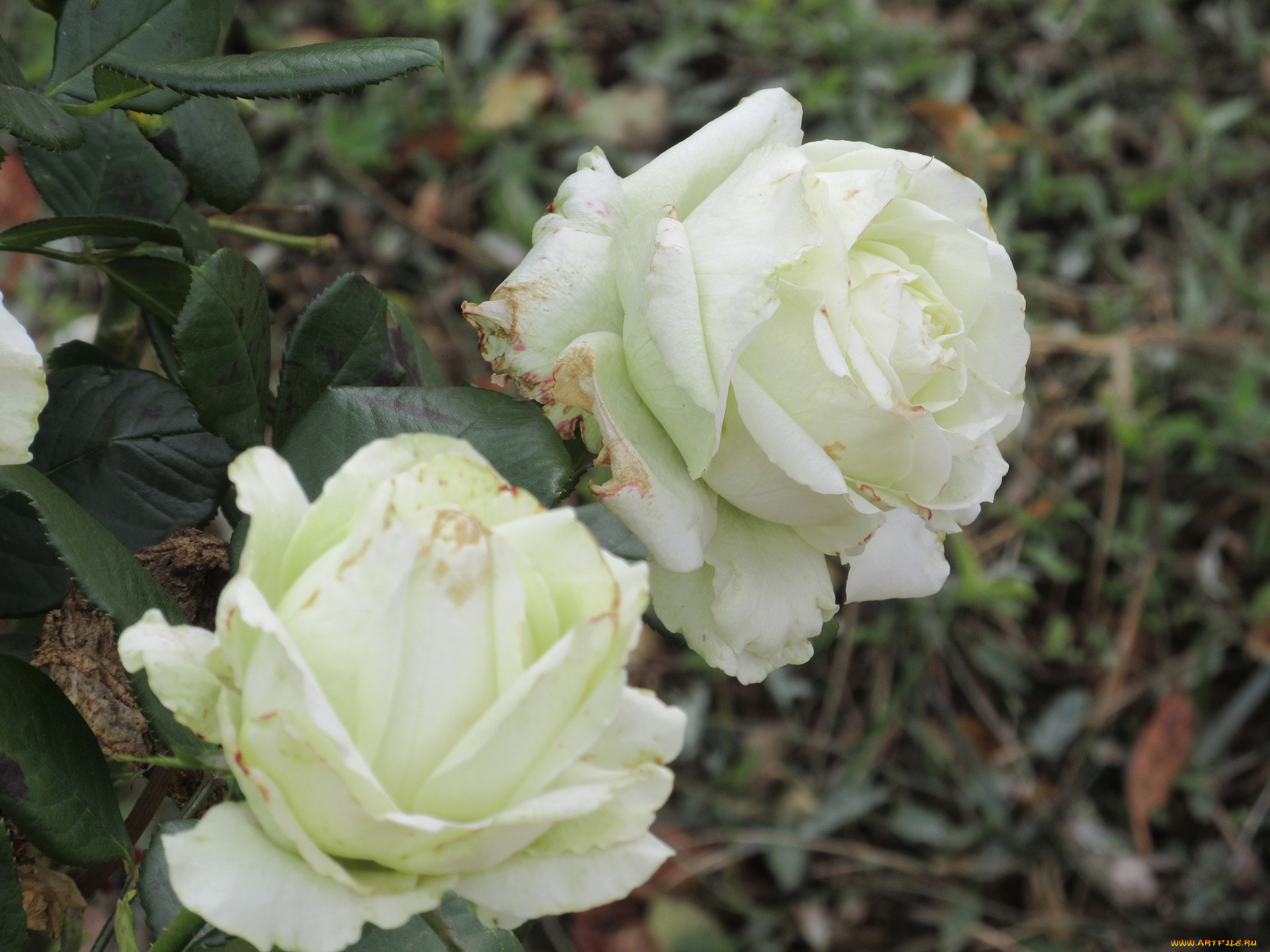 цветы, розы, осень